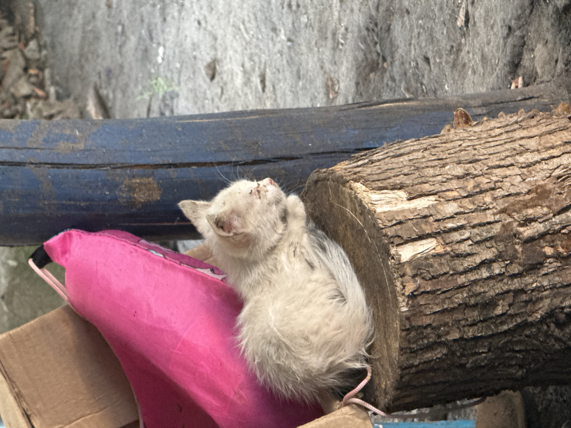 A light-colored kitten with dirty fur is curled up on a cut tree stump. The kitten is positioned in the center of the frame, facing right, with its eyes closed. Behind the kitten, a bright pink inflatable object is visible, leaning against a cardboard box. To the right of the kitten and the stump, a rough-textured blue wooden post stands vertically. The ground surrounding the stump and post appears to be a rough, gray, and sandy surface, possibly a dirt path or yard. The background is out of focus, showing a blurry mix of debris and ground. The scene appears to be outdoors, possibly in a yard or alleyway within the city of Matrosksky, Russia.