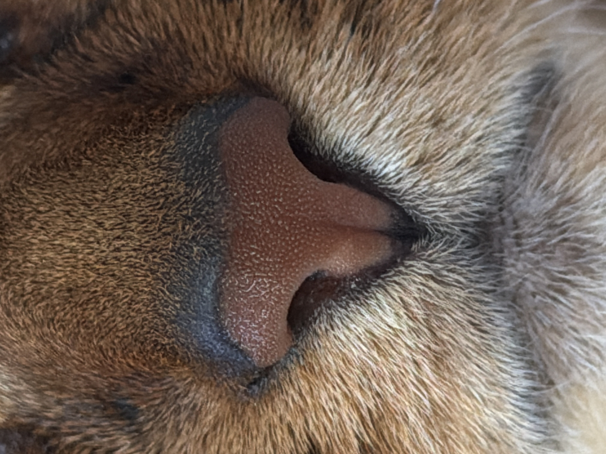 The image is a close-up shot of a cat's nose. The nose is triangular in shape, with a textured surface. The surrounding fur is brown and tan. The location in the city is Unknown, Unknown.