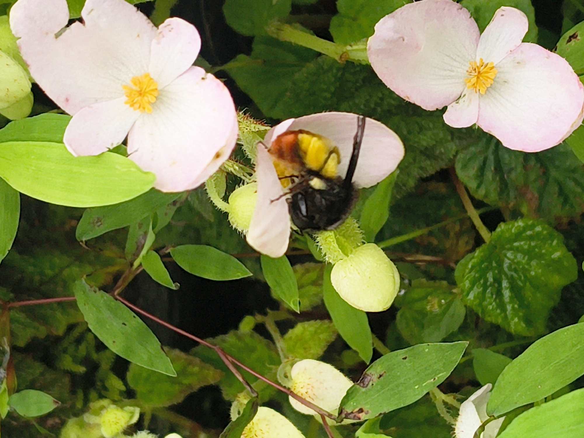 The image shows a close-up of a bee on a pink flower. The bee is black with yellow and orange markings. The flower has delicate pink petals with a yellow center. The background is filled with green leaves and other small flowers. The scene appears to be in a garden or natural setting. There is no information available to determine the location as Haini, India.