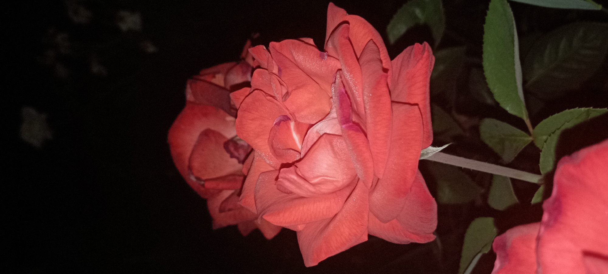 This media file is a close-up, horizontal photograph of two red roses against a dark, out-of-focus background. The primary subject is the rose in the foreground, which is larger and more detailed. Its petals are a vibrant coral-red, with some appearing slightly lighter due to light reflection, creating a shimmering effect on their surface. The rose is captured in profile, showcasing the complex layering of its petals, with some curled inward and others unfurling outwards. There are subtle hints of purple or darker red on the edges of some petals.
Behind the main rose, a second rose is visible, slightly out of focus and darker in tone, suggesting it is further back or less directly illuminated. Part of a thorny stem and some green leaves are also visible in the mid-ground and background, adding to the natural setting. The overall lighting suggests it might be evening or night, as the background is very dark, and the illumination on the roses appears to be artificial or from a specific light source, highlighting the dewdrops or moisture on the petals.
The setting appears to be an outdoor garden or natural environment, given the presence of roses and leaves. There is no text visible in the image. The mood is serene and intimate, focusing on the beauty and delicate structure of the flowers. The location context provided is Radisne, Ukraine, which places the scene within a specific geographical area, though no explicit visual cues confirm this location within the image itself.