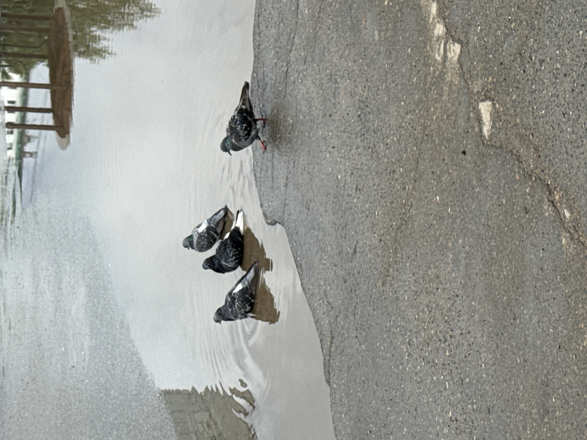 The image captures four pigeons on a gray asphalt or concrete surface next to a large puddle of water. Three of the pigeons are positioned at the edge of the puddle, dipping their heads into the water, likely drinking or possibly bathing. Their reflections are visible in the calm surface of the puddle. The fourth pigeon stands slightly apart on the dry pavement near the top edge of the puddle.
The puddle reflects a blurry image of what appears to be trees or vegetation, and possibly part of a wooden structure like a bench or railing, suggesting an outdoor urban or park-like setting. The ground surface is textured and gray, indicating pavement. The scene appears to be taking place during the daytime, possibly on an overcast day, given the soft, diffused lighting. The presence of the large puddle suggests recent rainfall. The location context is Chaikovsky, Russia. There is no visible text in the image.