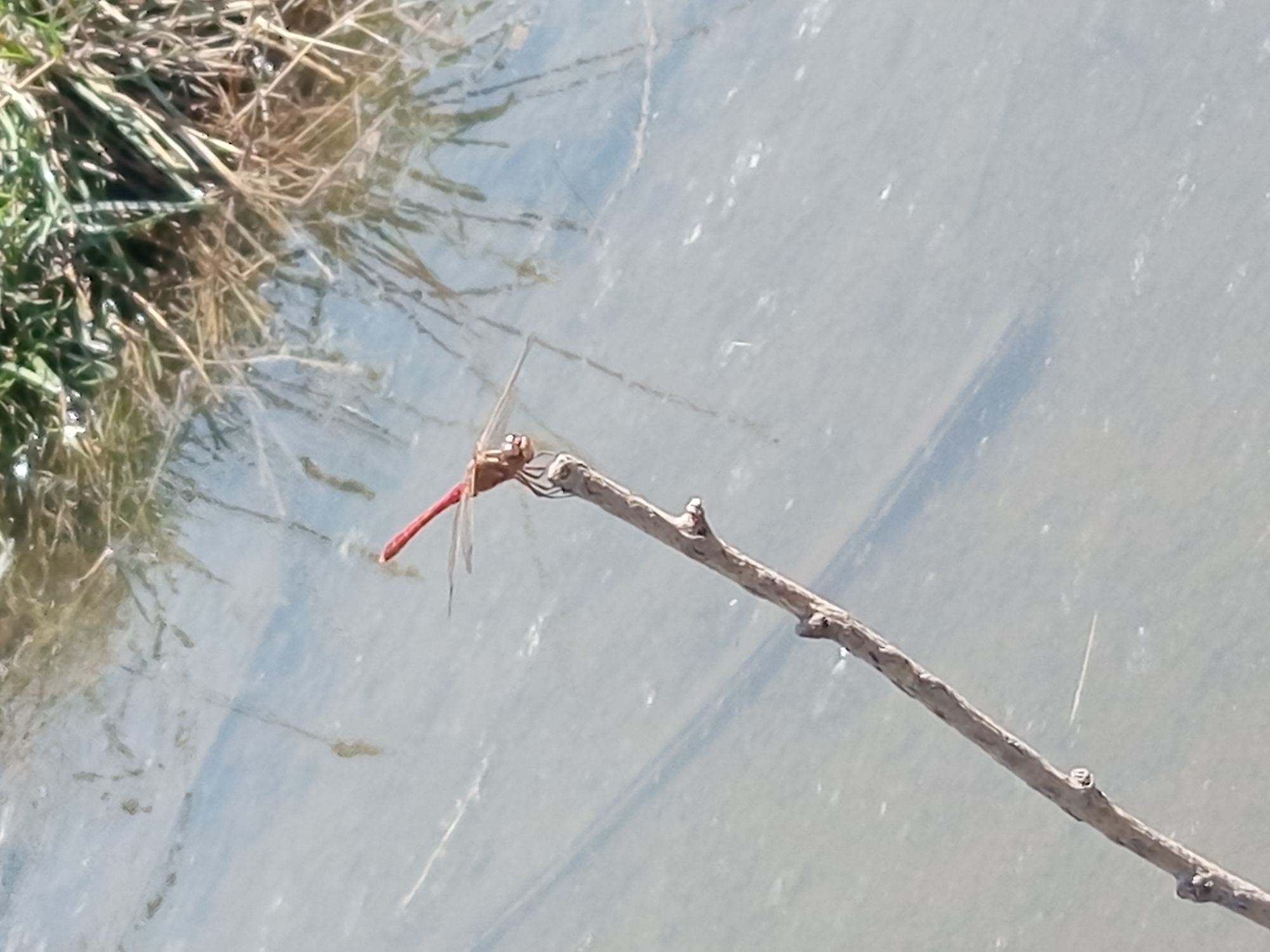 A red dragonfly is perched on a thin, dry twig that is submerged in a body of water. The water is calm and reflects the sky and surrounding vegetation. Green grass and reeds are visible along the edge of the water in the background. The scene appears to be in a natural setting. There are no people or buildings visible in the image. The location is Jardy-Su, Kyrgyzstan.