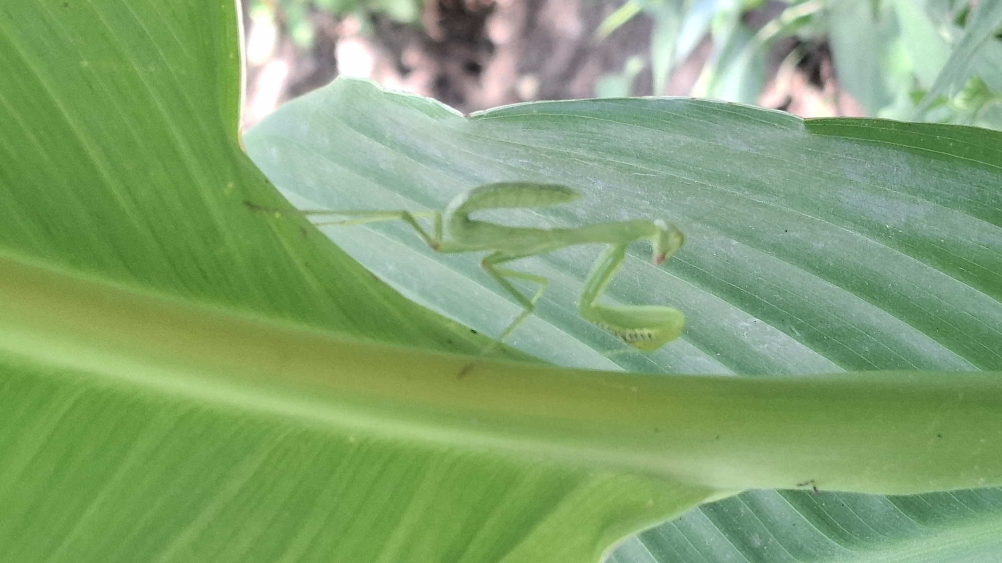 A praying mantis hangs upside down on a large green leaf. The praying mantis is green and its body is elongated. Its legs are visible, and its head is at the bottom, with its eyes and mouthparts distinguishable. The leaf is broad with prominent veins. A thick green stem is visible on the left side of the image, partially obscuring the leaf and the praying mantis. The background is out of focus and appears to be a garden or natural outdoor setting with soil and other foliage. The location is Шұбарсу, Kazakhstan.