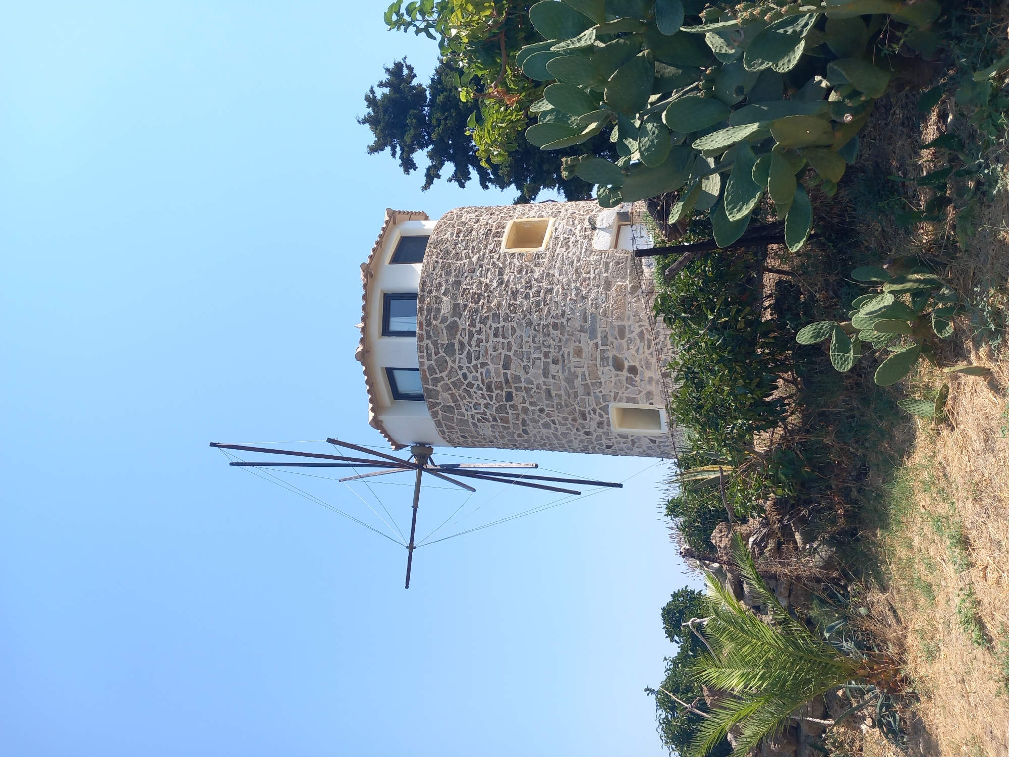 A stone windmill stands tall under a clear blue sky in Platani, Greece. The windmill has a conical tower made of rough-hewn stones, topped with a white section and a tiled roof. Three windows are visible in the white section, and one smaller, yellow-lit window is on the stone part of the tower. The windmill's wooden blades, which are fixed in place, extend from the left side. In the foreground, there is dry, sandy ground with scattered dry grass and small green plants. To the right of the windmill, several large, flat-leaved cacti are prominent. Behind the windmill, a dense cluster of green trees and foliage is visible, with a dark green, tall conifer tree to the right. A small palm tree with green fronds is situated on the left side of the foreground. A low, dark fence runs across the middle ground.