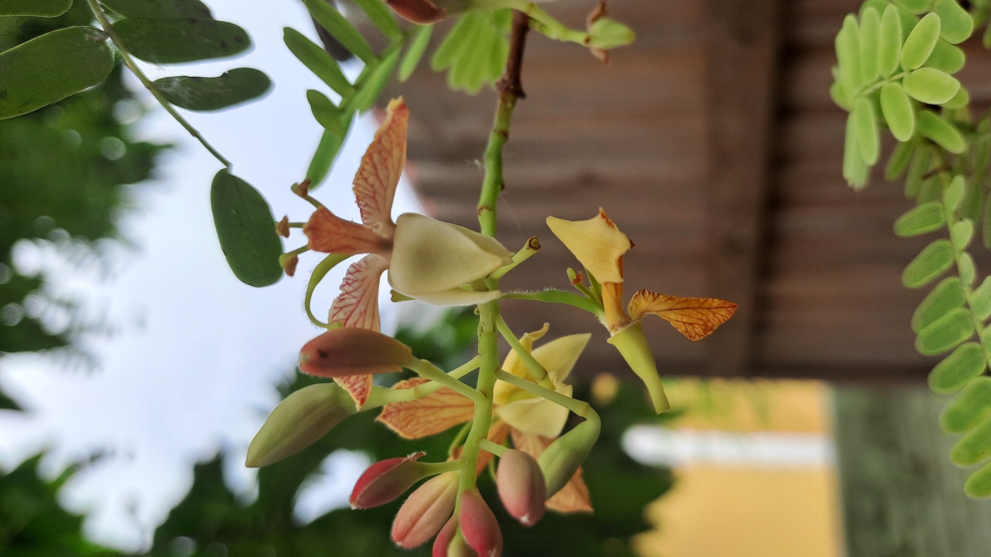 A close-up photograph captures a cluster of tamarind flowers and buds against a blurred background of greenery and a wooden fence. The flowers exhibit delicate petals in shades of yellow, white, and reddish-brown, with intricate veining visible on some of the petals. Several buds, tinged with pink and red, are clustered on a green stem. The foreground shows a sprig of tamarind leaves, their small, oval leaflets a vibrant green. The setting appears to be a natural environment, possibly a garden or park, within the city of Pulokiton, Indonesia, given the presence of lush vegetation characteristic of the region.