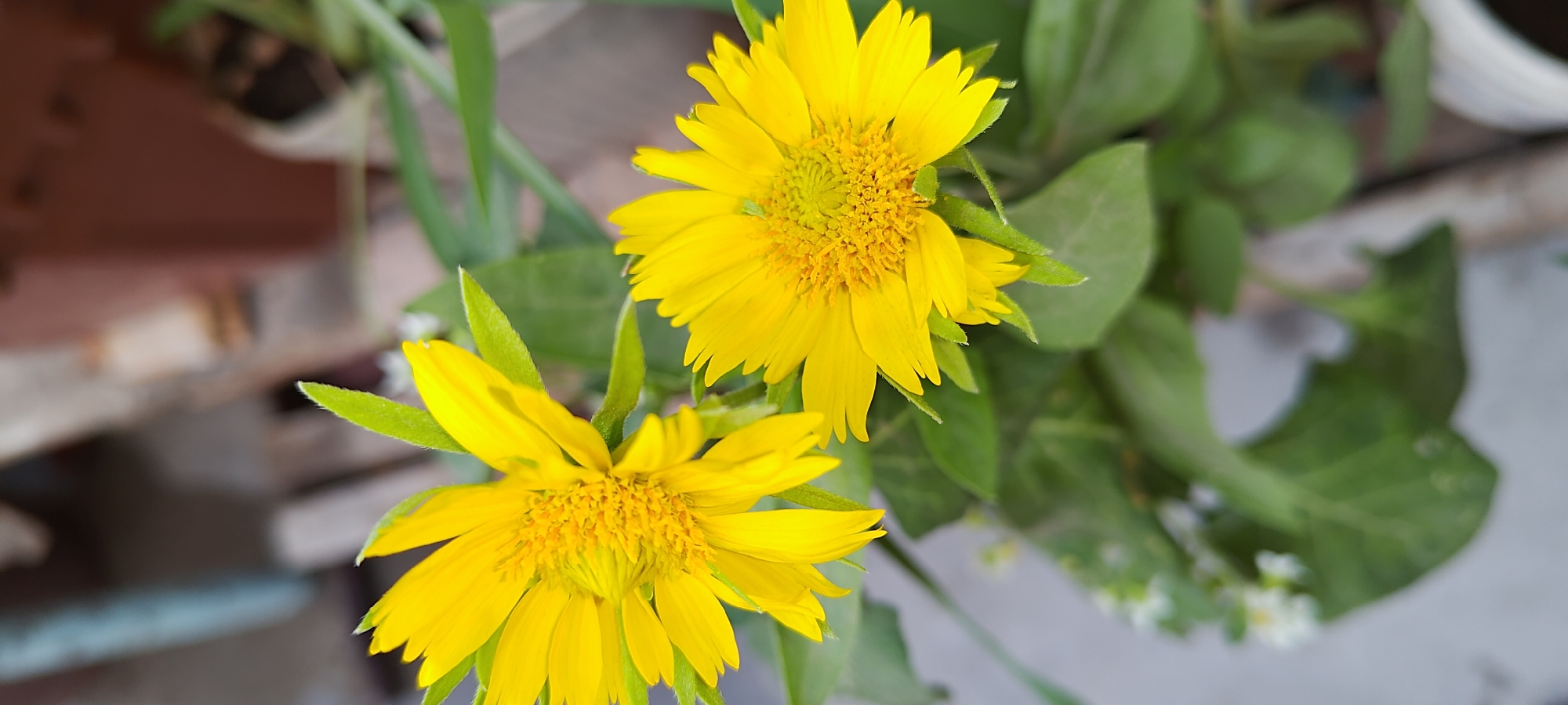 This is a close-up, vertical, outdoor photograph of two yellow flowers with multiple petals and yellow centers, resembling daisies or sunflowers. The flowers are in focus, with the background blurred. The petals of the flowers are bright yellow and slightly pointed, with some visible texture. The centers are a darker, more textured yellow, with many small florets. Green leaves and stems are visible, also blurred in the background. The overall lighting suggests daylight. The image does not contain any information that would allow for its location to be determined as Khujand, Tajikistan, or any other specific location. There are no people or specific actions depicted in the image.