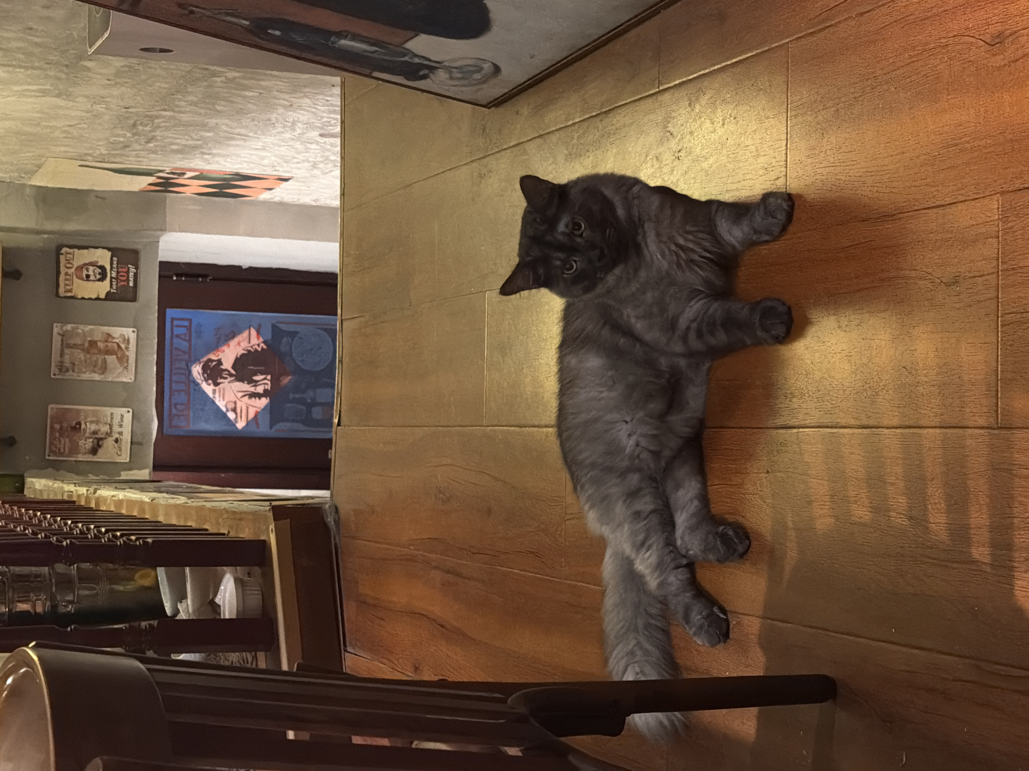 The image depicts a domestic scene, possibly a cafe or restaurant, with a fluffy grey cat as the central subject. The cat is lying down on a polished wooden floor, its body extended and its paws casually placed. Its fur is dark grey with lighter tabby markings. The cat appears relaxed, with its head turned slightly towards the camera, showing alert eyes.
The background shows elements of a cafe's interior. To the left, there's a wall with various framed posters and artwork. One poster features a graphic design with a checkered pattern. Another poster, with the text "KEEP OUT" and "That Means YOU Hate!", is visible. Below that, another poster shows a scene with people. Further to the left, a section of a bar or counter with glasses is visible.
Behind the cat, a large doorway or window reveals a dimly lit interior with a blue-toned artwork or poster on the wall. The floor appears to be made of polished wooden planks, reflecting the warm light that illuminates the scene, suggesting it might be evening or a dimly lit interior. The overall ambiance is cozy and casual. The image is taken from a slightly elevated angle, looking down at the cat and the floor. No specific weather conditions are discernible. The location context of Qinhuai District, China, is provided but not visually evident from the image itself, suggesting it's external metadata.