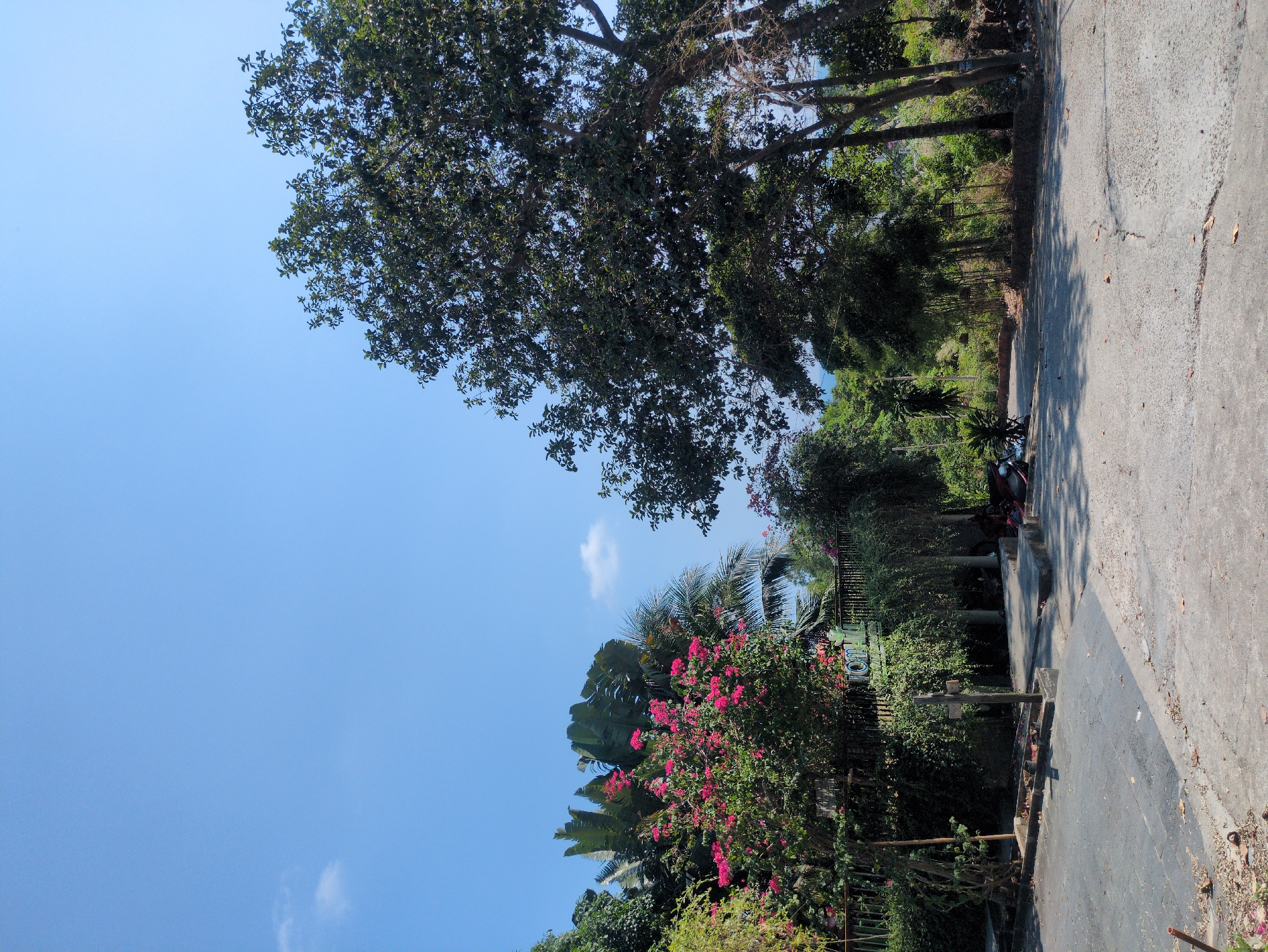 An eye-level perspective captures a daytime scene in Phu Quoc, Vietnam. The photograph shows a road with a concrete surface, situated beside a line of greenery featuring trees and flowering plants. Notably, bright pink flowers are prominent in the foliage. The sky, a clear blue, occupies a substantial portion of the image. The frame also contains a hint of a building partially obscured by the vegetation. The photograph exhibits a lack of human presence.