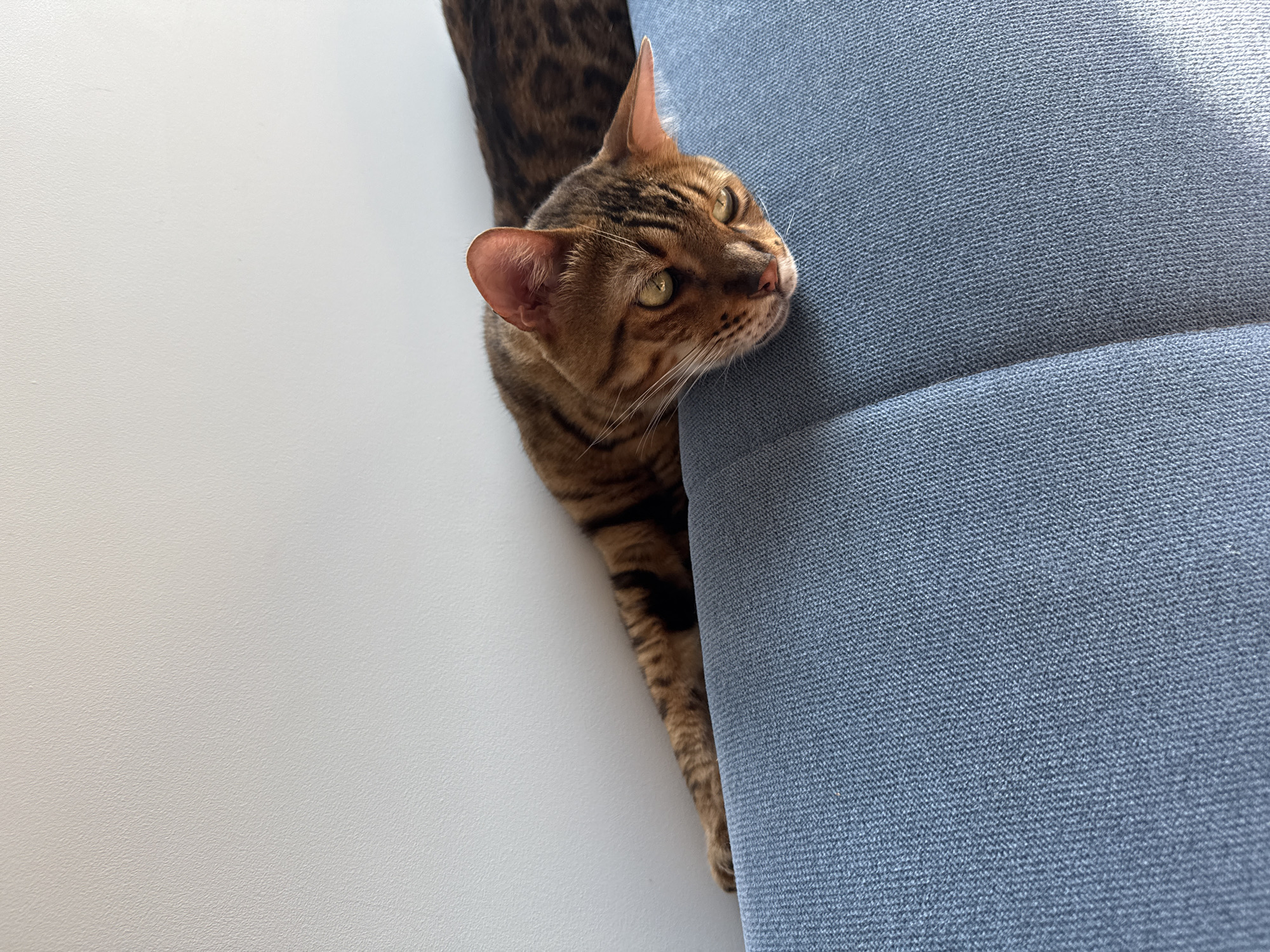 An adult Bengal cat with spotted brown and black fur is lying on a blue textured couch with its head resting on the edge. The cat's eyes are open and it is looking downwards. The background is a plain white wall. This scene does not provide any information or clues to determine the location of the city of Sochi, Russia.
