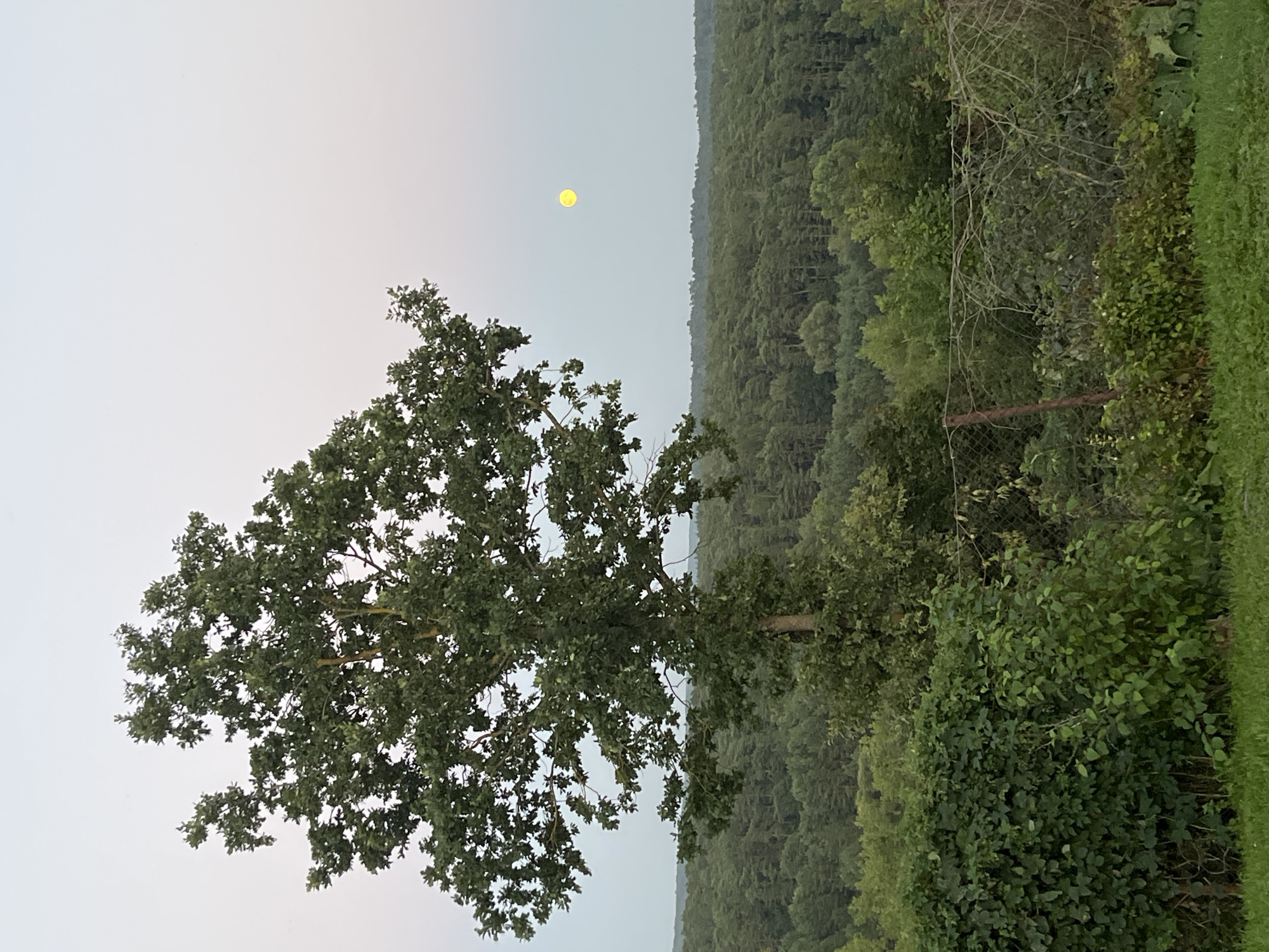 An outdoor, eye-level, full shot captures a panoramic view of a forest landscape under a gradient sky. The sky transitions from a pale blue at the horizon to a lighter, almost white hue at the top of the frame. A solitary, bright yellow, circular object, possibly the moon or a planet, is visible in the upper right quadrant of the sky.
In the mid-ground, a dense, undulating forest stretches across the horizon, composed of numerous trees with dark green foliage. A large deciduous tree with a full canopy of green leaves dominates the left side of the image. Its trunk is visible, and its branches extend outwards, partially obscuring the sky.
The foreground features a thick growth of green bushes and ivy, creating a lush, verdant barrier. A rusted wire fence with thin, crisscrossing wires and some scattered dry branches runs horizontally across the mid-foreground. The ground in the immediate foreground is covered with green grass. The overall scene suggests a natural, rural setting, possibly on the outskirts of Kaunas, Lithuania, given the dense forestation. No people or specific man-made structures other than the fence are apparent. The lighting indicates it is either dawn or dusk.