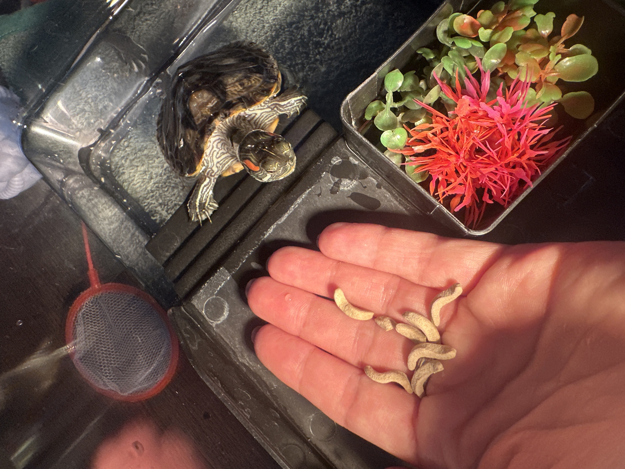 In the city of Novoaltaysk, Russia, a hand holds a pile of beige, curved, pellet-like food items. Next to the hand, a small turtle with a patterned shell and striped head is in a clear plastic container filled with water. To the right of the turtle, another small container holds artificial red and green aquatic plants. In the upper left corner of the frame, a small red-handled net rests in the water. The scene appears to be an indoor setup for a pet turtle.