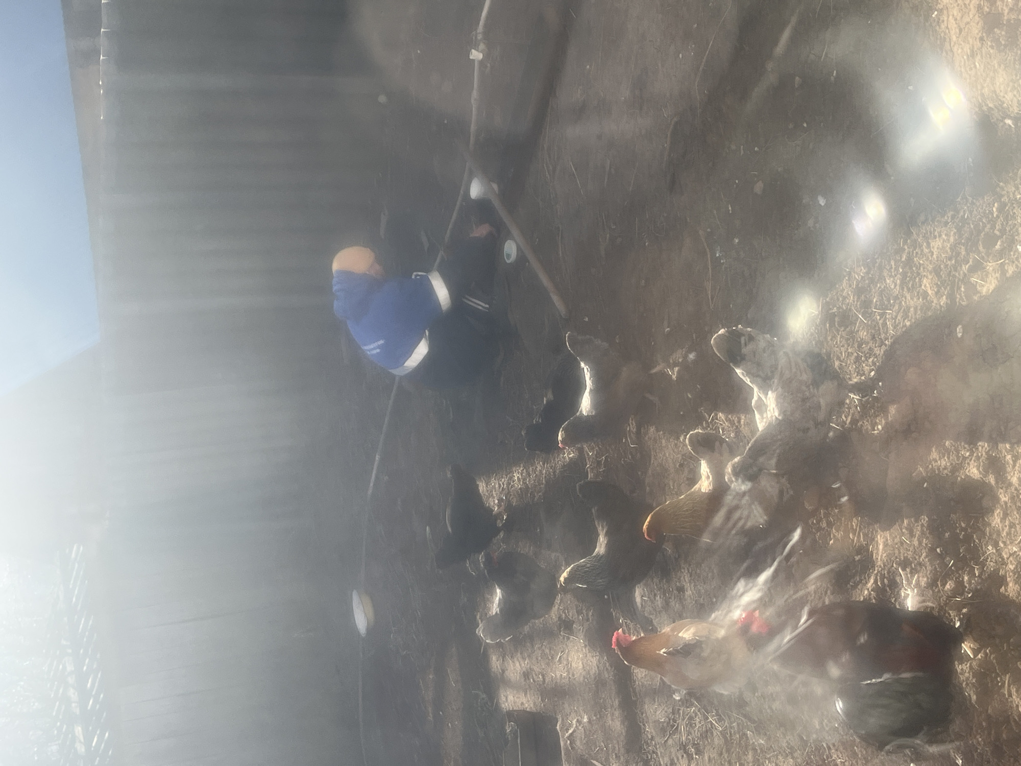 The image depicts a person in Сосново, Russia, likely tending to a flock of chickens. The person wears a blue and white jacket and is positioned near a structure possibly made of corrugated metal. They appear to be holding a long object, maybe a tool or stick. The chickens are various colors and patterns and are scattered on a dirt or ground surface. The lighting is bright, possibly indicating a sunny day, though there are areas of glare in the image.