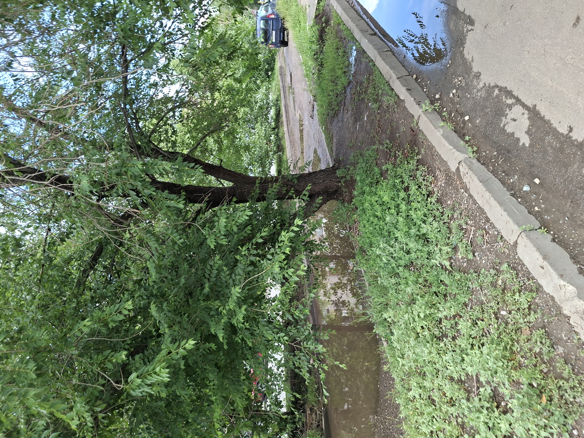 The image depicts a scene along a roadside in Kazan, Russia, after a rainfall. A large tree with abundant green foliage dominates the left side of the frame, its branches reaching across the image. The ground is wet and muddy, with several puddles reflecting the overcast sky and surrounding greenery. A concrete curb separates the grassy verge, also dotted with small plants, from the paved road. In the background, a dark-colored van is visible driving away on the wet road, suggesting a moment of travel. The overall atmosphere is one of a typical day in a residential or urban area after rain, with no specific event or activity clearly indicated. The time of day appears to be daytime, and the weather is cloudy.