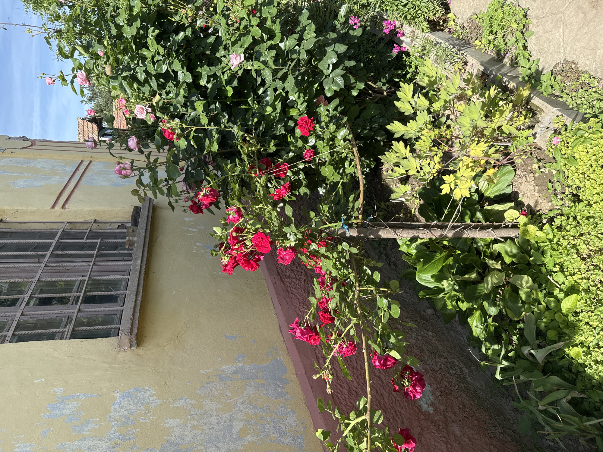 The image shows a garden scene next to a building, likely in a rural or semi-rural area of Butan, Bulgaria. A rose bush, laden with red and pink roses, is prominent. The building has a yellow exterior wall with visible signs of age and wear, indicated by peeling paint and surface imperfections. A heavily barred window is on the left side of the frame. Various types of greenery, including ground cover and other plants, are visible in the garden. A concrete border divides the garden areas. A portion of a terracotta roof is visible in the upper left background. There are no people in the image.