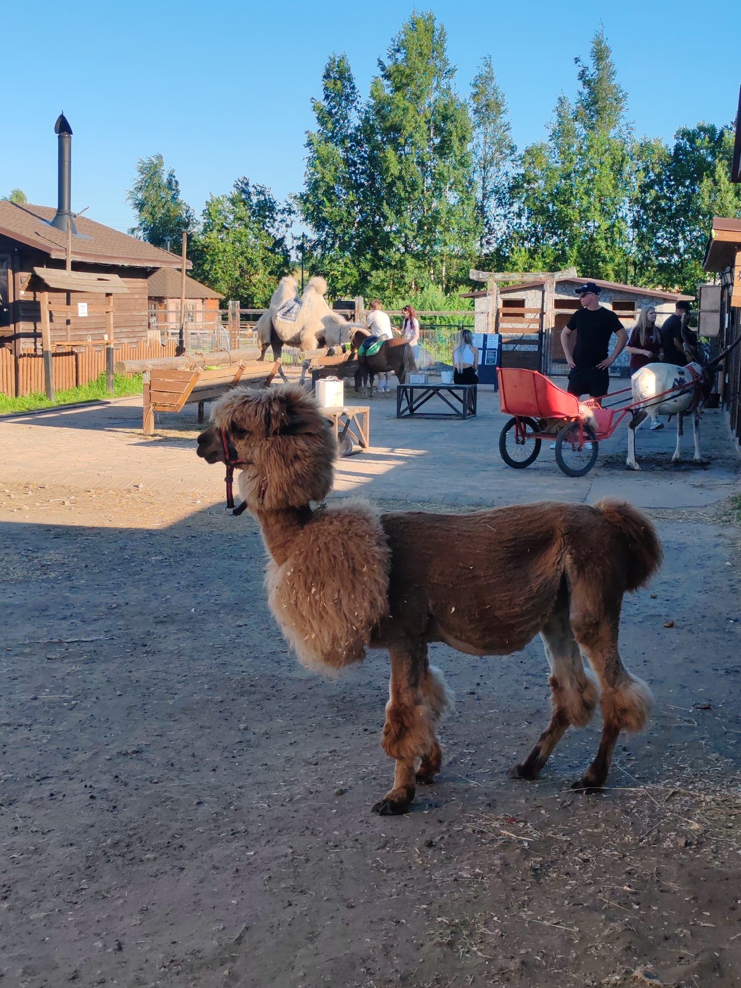 The image depicts an outdoor scene, likely at an animal park or petting zoo, with the city of Bor, Russia, identified as the location. In the foreground, a light brown llama with a fluffy mane and long, shaggy leg hair stands facing left, wearing a red halter. The ground is a mixture of dirt and gravel, with some straw scattered about.
In the mid-ground, several other animals and people are visible. A camel, adorned with a patterned saddle blanket, is positioned behind a wooden fence. Next to it, a white horse with a darker mane is tethered, and further to the right, another animal, possibly a deer or a reindeer, is shown wearing a harness connected to a small red cart with two wheels. Several people are interacting in this area. A man in a black t-shirt and a baseball cap is standing with his hands on his hips, looking towards the animals. Two women and a man are also present, with one woman appearing to be on a small brown horse or pony in the background.
The background features wooden structures, possibly stables or enclosures, and a line of tall green trees against a clear blue sky. Sunlight casts shadows on the ground, indicating it is daytime. The overall impression is of a rural or semi-rural setting within the city.