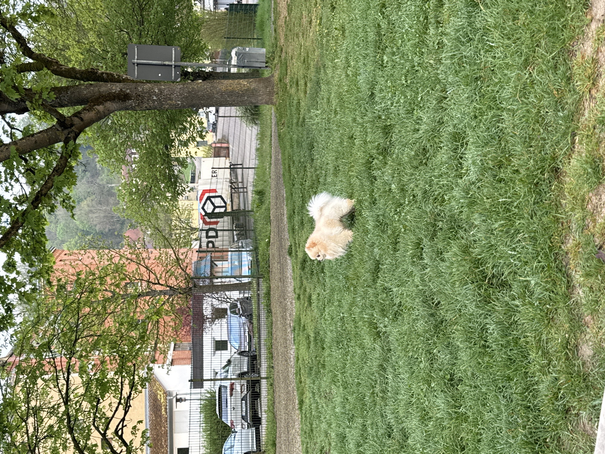 The image shows a dog in a grassy area in Bietigheim-Bissingen, Germany. The dog, which appears to be a light-colored Spitz-type breed, is standing on a patch of green grass. A tree is visible on the left side of the image, with a street sign attached to its trunk. In the background, behind a fence, there are parked cars and a building with the logo "PD" on it. Other buildings are visible in the background as well.
