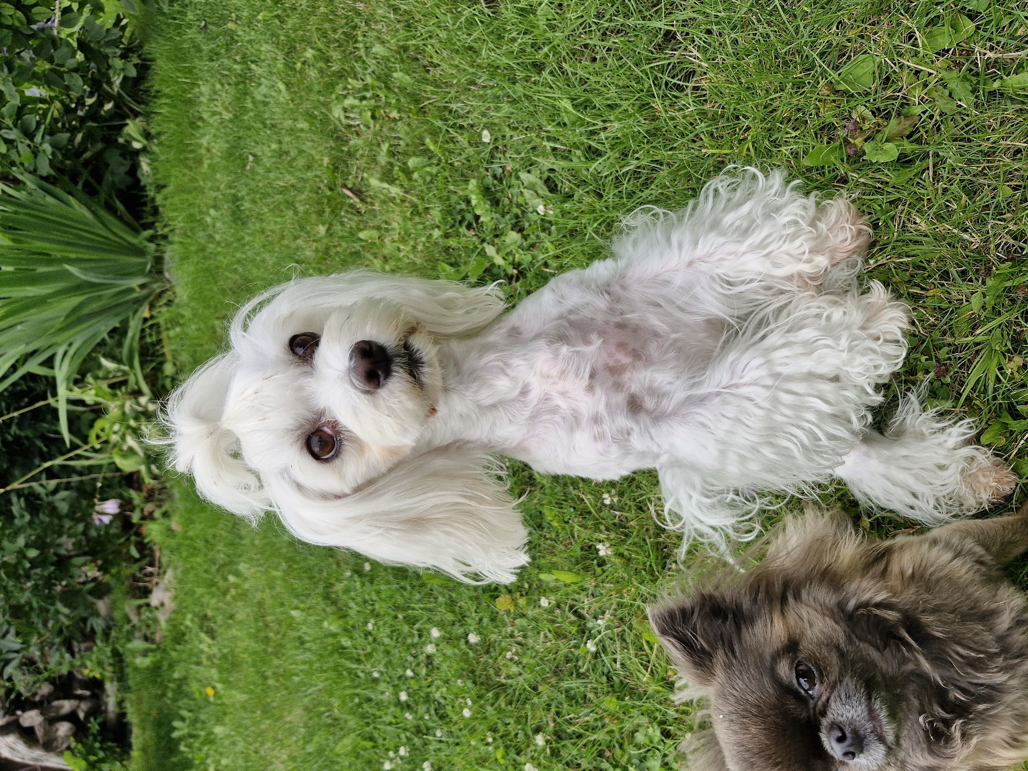 The image shows two small dogs on a grassy lawn. The dog in the foreground is a white Maltese with its hair tied up in a ponytail on its head. It is sitting upright, facing the camera. To the left and slightly behind the white dog is a smaller, fluffy brown dog, possibly a Pomeranian or a Chihuahua mix, lying down and facing the camera. The background consists of green grass with scattered small white flowers and some green foliage and plants. The scene appears to be outdoors in a garden or park setting. There is no visible indication that this location is in Klaipėda, Lithuania, or any other specific city. The image is a still photograph and does not depict any actions or interactions beyond the dogs being present in the same space.