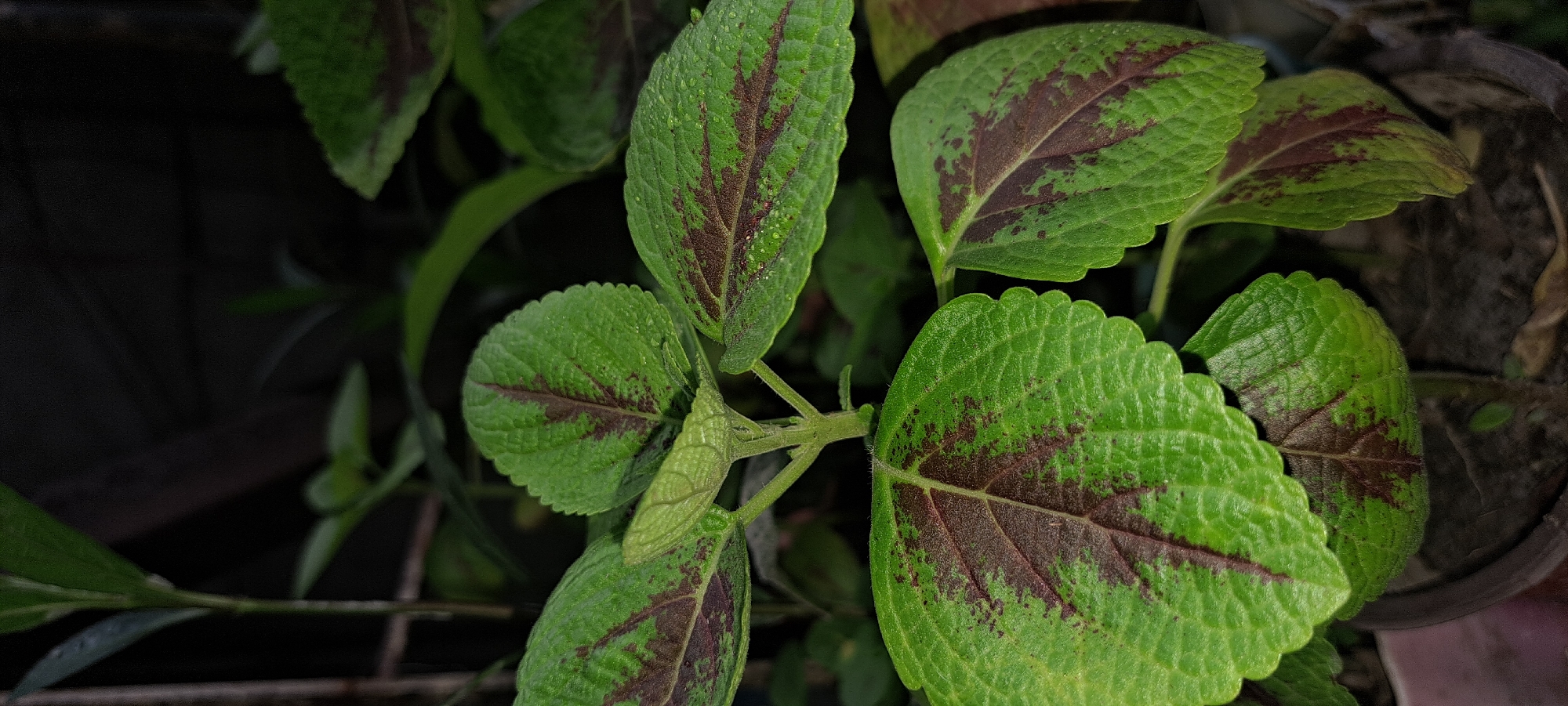 A close-up, vertical, indoor photograph features a coleus plant with vibrant green leaves patterned with maroon splotches. The leaves have serrated edges and a textured surface, with a few water droplets visible. The plant is in focus, with a dark, out-of-focus background suggestive of a dimly lit room. The context of Mandaluyong City, Philippines, cannot be determined from the visual information provided in the image.