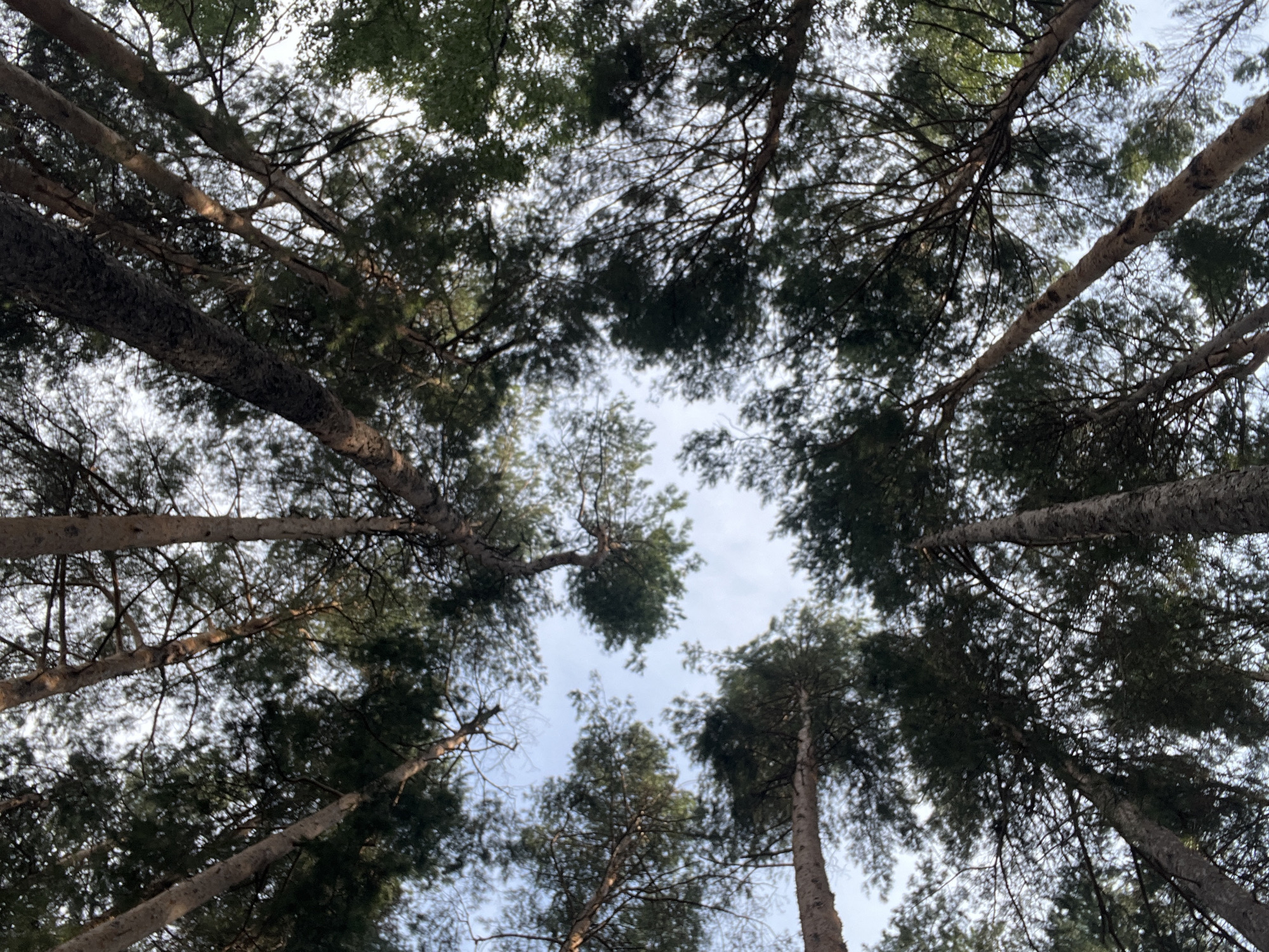 An upward-angle shot captures a dense canopy of tall pine trees against a pale blue sky. The tree trunks, varying in thickness and texture, stretch upwards, their branches intermingling to form a ceiling of green needles and dark bark. Sunlight filters through the foliage, creating patches of light and shadow. The scene is set in a forest in Chaikovsky, Russia, hinting at a natural, undeveloped environment within the city. There are no people or animals visible in the image.