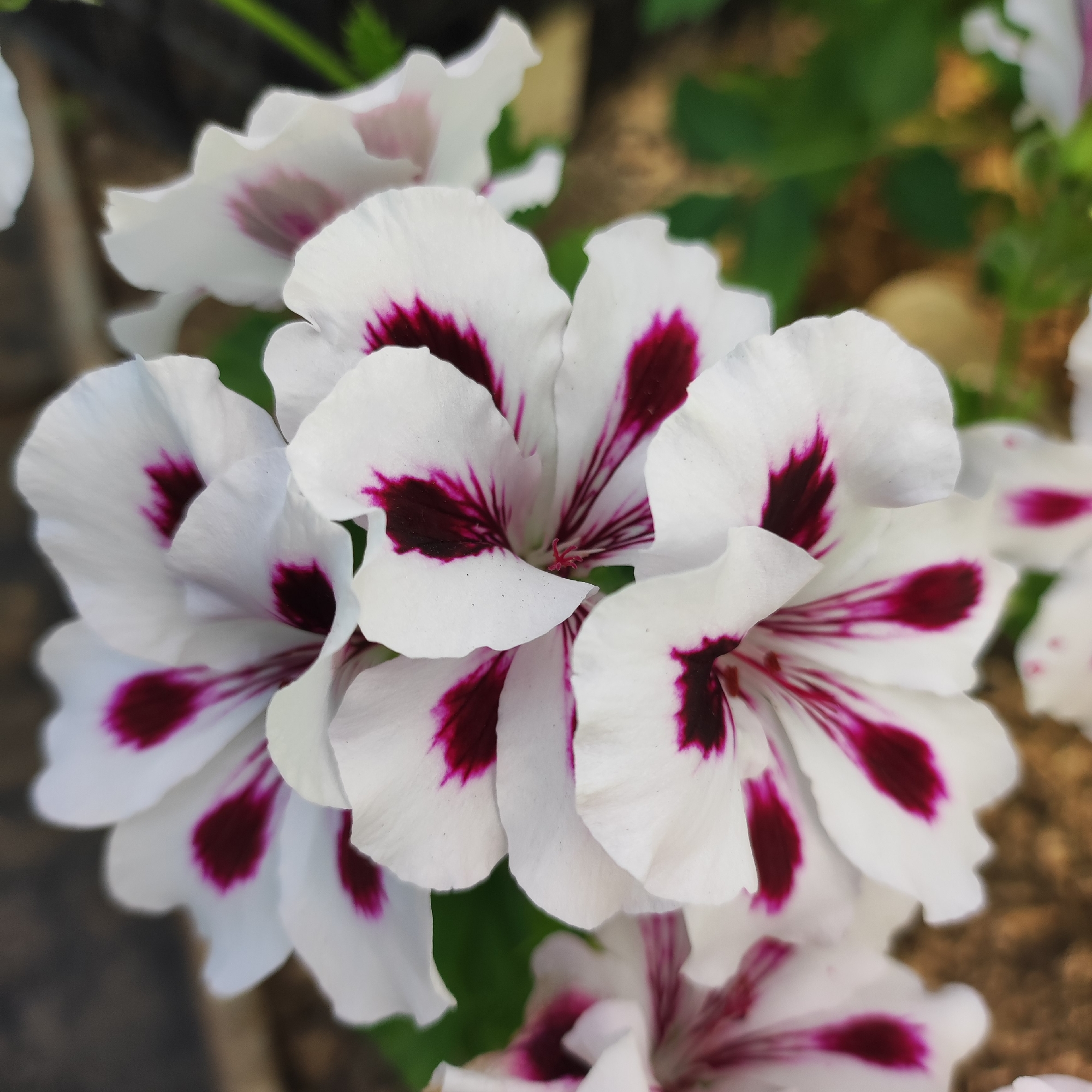 The image displays a close-up, outdoor shot of several white geranium flowers with deep maroon markings on their petals. The flowers are in focus, with a blurred background of green foliage and brown earth. There are no people, animals, or man-made objects visible in the frame. The scene appears to be in a garden or natural setting, and there is no information within the image to indicate its location in Navoloki, Russia.