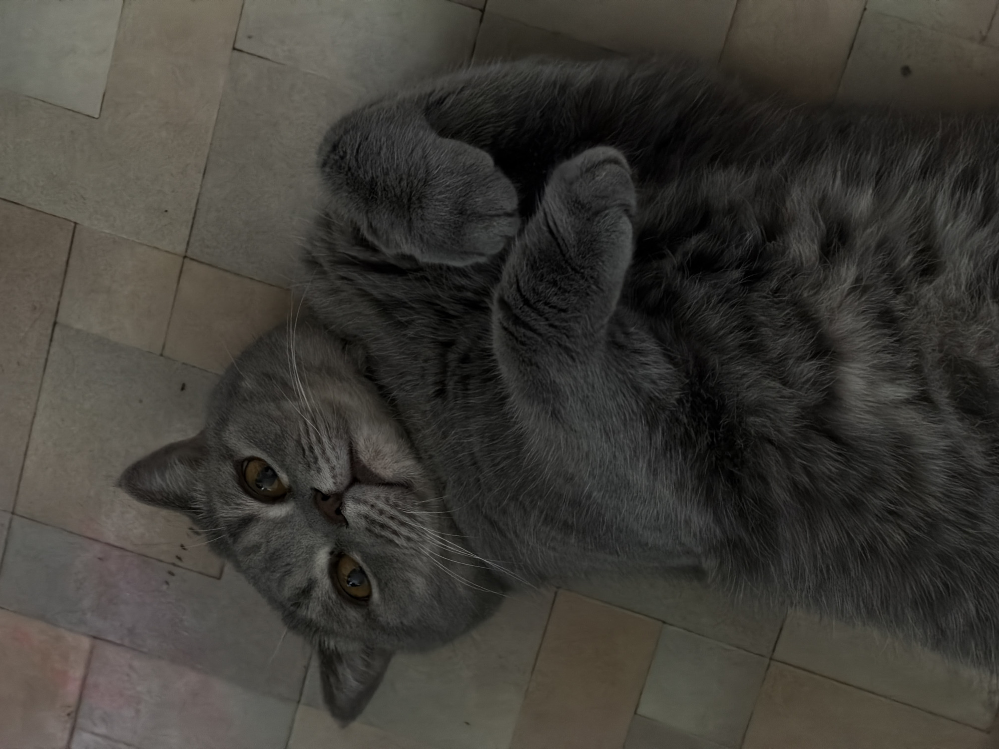 A gray British Shorthair cat is lying on its back on a tiled floor. The cat's paws are curled up near its chest. The cat's head is tilted, looking towards the viewer. The background is a tiled floor. There is no information available about the location in the city of Perm, Russia.