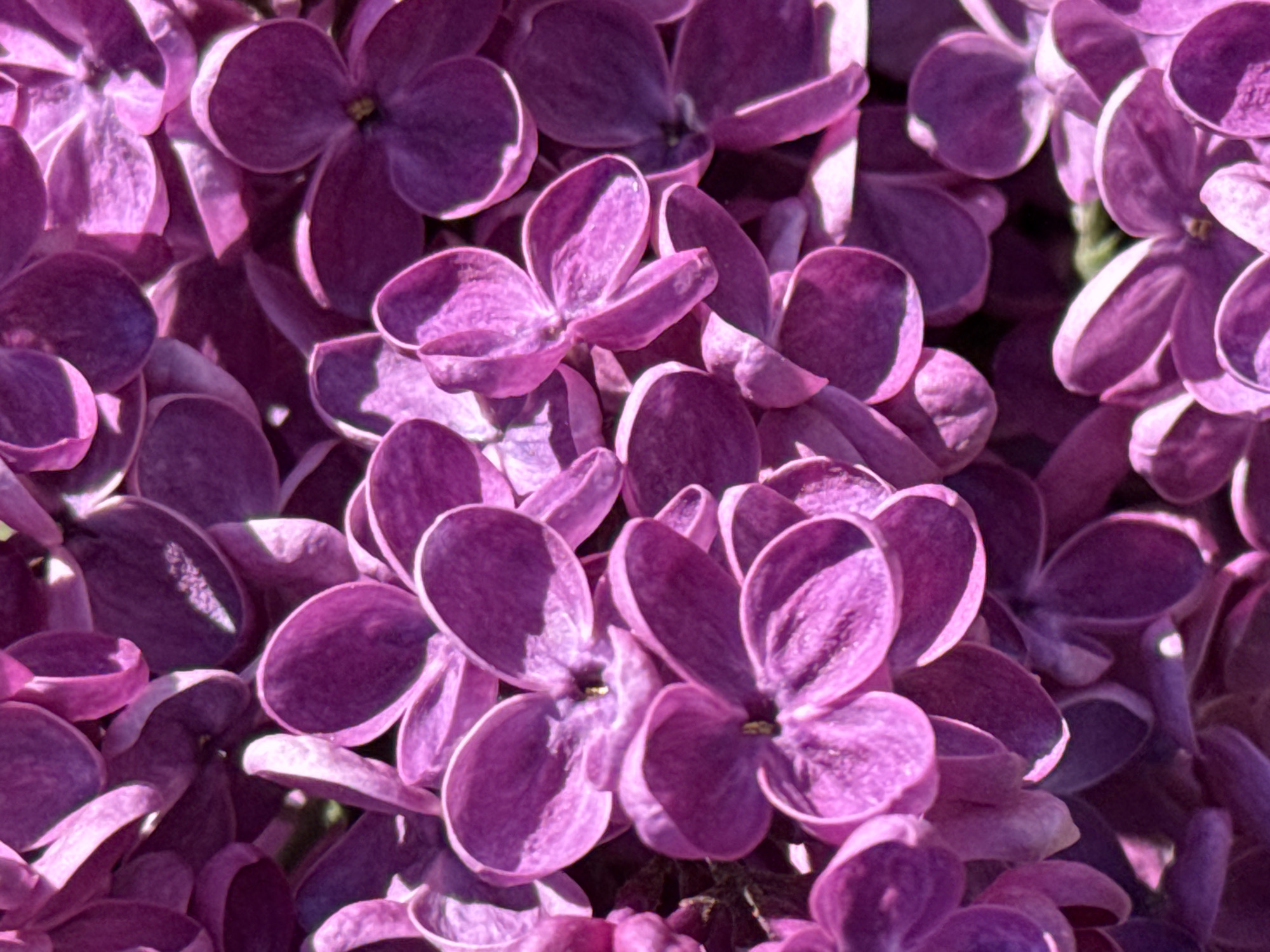 The image presents a vibrant, close-up view of numerous purple and magenta lilac florets, filling the entire frame. The scene is dominated by the clustered blooms, showcasing their intricate forms and delicate petals.
The primary subjects are the lilac flowers, depicted in various stages and angles. Each floret consists of four small, distinct petals, often appearing in a square or cross-like formation, with a tiny, darker center visible on some. The color palette ranges from a deep, rich purple to lighter, almost lavender, shades, with hints of fuchsia or magenta in the brightest areas.
There is no discernible activity or event taking place; it is a still nature photograph.
Notable details include the bright, natural lighting, which appears to be strong sunlight. This illumination creates prominent highlights on the upper surfaces of the petals, giving them a lustrous, almost iridescent quality, particularly on their edges. Conversely, areas in shadow contribute to the depth and three-dimensional appearance of the flower clusters. The time of day is clearly daytime, likely under a clear sky given the intensity and sharpness of the light and shadows. The image does not contain any specific visual cues to indicate its location as Saint Petersburg, Russia, other than the general presence of lilac flowers, which are common in many temperate regions. No people or artificial objects are visible. The textures of the petals appear soft and slightly velvety. There is no visible text in the image.