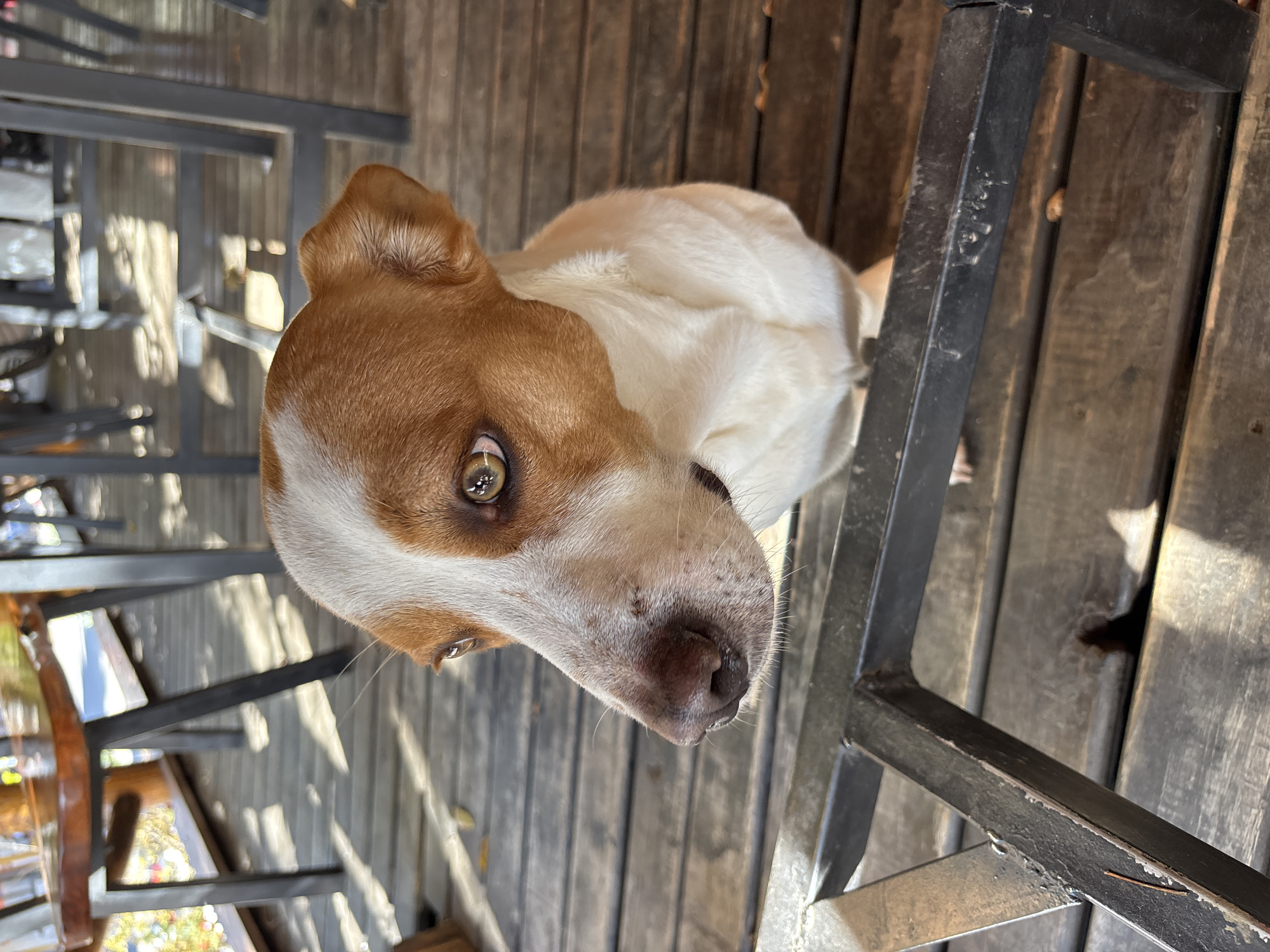 A close-up, tilted, high-angle shot shows a dog beneath a wooden table with metal legs. The dog has light brown and white fur, with its head tilted upwards, looking directly at the camera. The dog is positioned on a wooden deck. The background includes shadows and sunlight. The environment suggests an outdoor setting, possibly a patio or deck area. The image appears to be taken in daylight. Location cannot be confirmed from image.