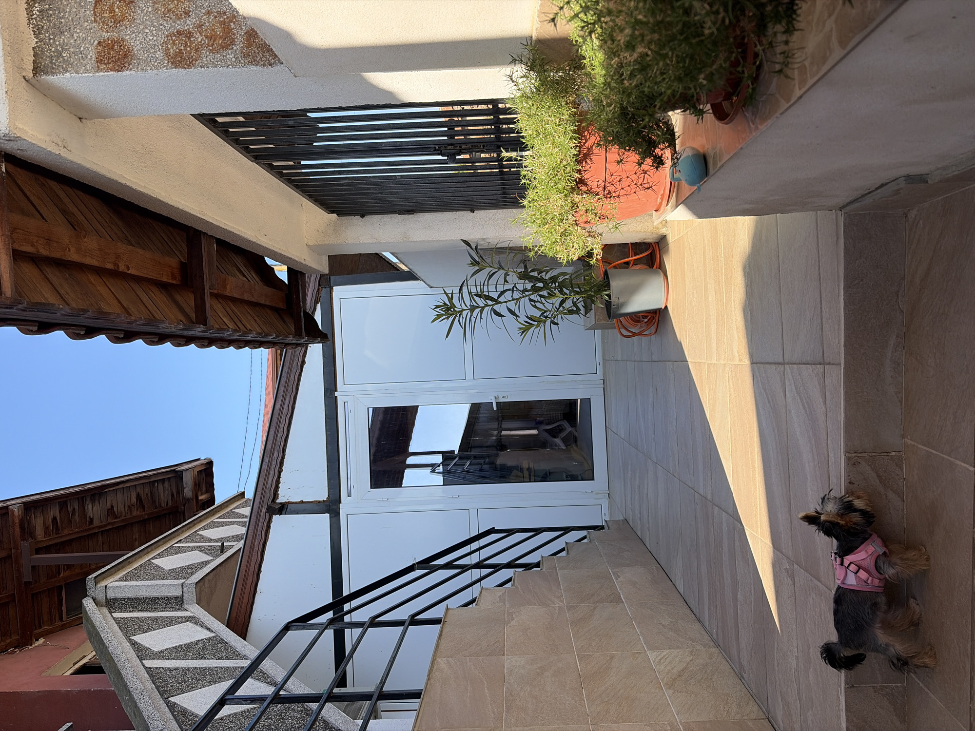 In the city of Mitino, Bulgaria, a small Yorkshire Terrier wearing a pink harness stands on a tiled walkway, facing away from the camera. The dog is positioned on a step, looking towards a white door with glass panels, which reflects a staircase and the sky. To the left of the walkway, a set of tiled stairs with a black metal railing ascends. The surrounding buildings feature tiled roofs and textured walls. Several potted plants, including a tall green plant in a gray pot and a lush green plant in an orange pot, are situated near the doorway and along a raised planter. An orange garden hose is visible near the potted plants. The scene is bathed in sunlight, casting strong shadows on the walkway.