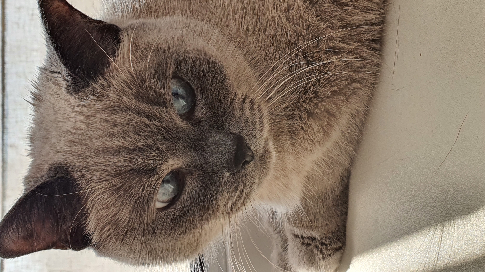 A close-up, head-and-shoulders shot of a domestic cat with Siamese coloring is depicted. The cat has a light brown body with darker brown points on its ears and face. Its eyes are a striking blue. The cat is looking downwards, with its left paw visible in the lower left corner of the frame, resting on a light-colored surface, possibly a sofa or table. The background is out of focus and appears to be a light-colored wall with horizontal lines, suggesting it might be a window blind or wooden paneling. Sunlight is casting a diagonal shadow across the surface the cat is resting on. The image was taken in Krasnoyarsk, Russia.
