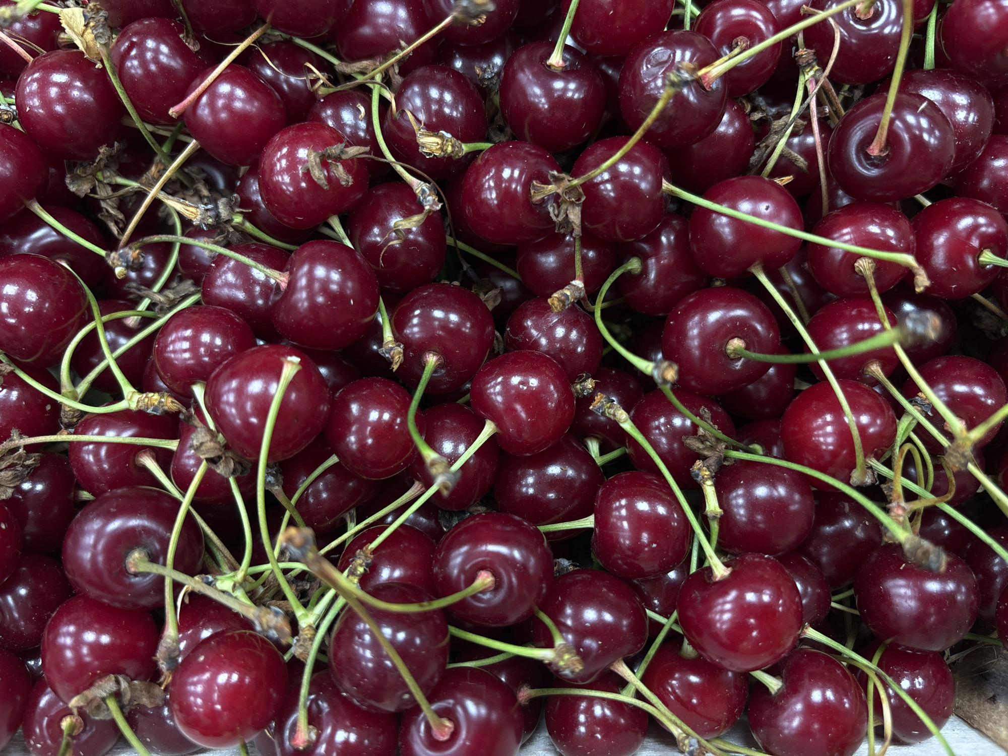 The image shows a close-up, overhead view of a pile of fresh, dark red cherries. The cherries are round with smooth, glossy skin and are clustered together, obscuring the underlying container. Most of the cherries have long, thin green stems, and some have dried brown remnants of their blossoms. The lighting is bright, creating reflections on the surface of the fruit. The scene appears to be a food-related display or market stall. There are no people, animals, or specific city landmarks visible that would indicate a location in Boreti, Montenegro.