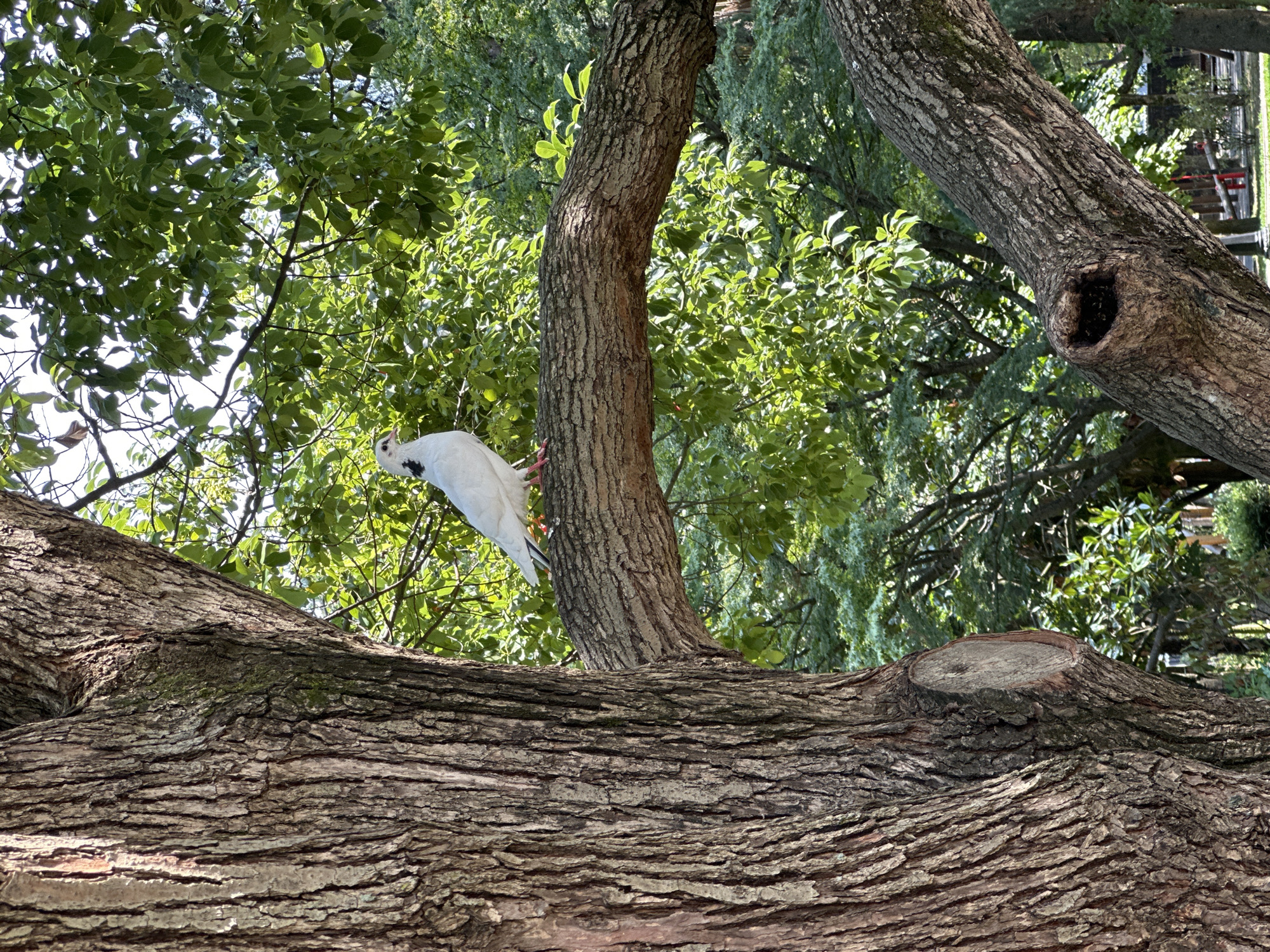 A white pigeon with black markings on its head is perched on a thick, horizontal tree branch. The pigeon is facing left, its beak pointed forward. Its legs are pink. The branch is part of a large tree with rough, textured bark. Behind the pigeon, lush green leaves and foliage fill the background, with sunlight filtering through the canopy. The scene appears to be in an outdoor park or garden setting. There are no people or other animals visible. The overall impression is one of a peaceful moment in nature.
