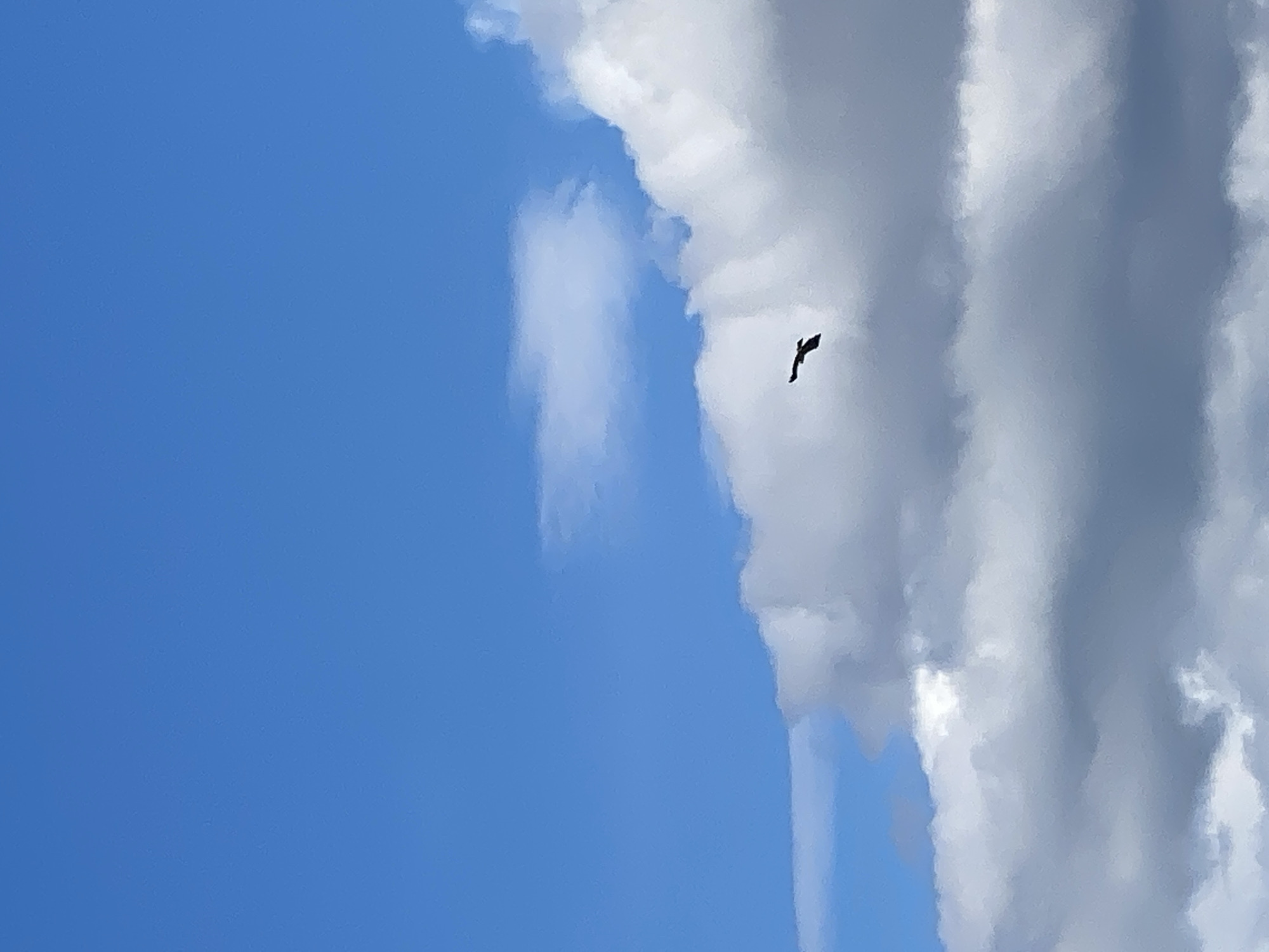 The image shows a blue sky with patches of white clouds. A single, dark object resembling a bird in flight is visible against the clouds. The image does not contain enough information to determine the location as Ustyvytsia, Ukraine or any specific details about the environment, people, or objects beyond what is immediately visible.