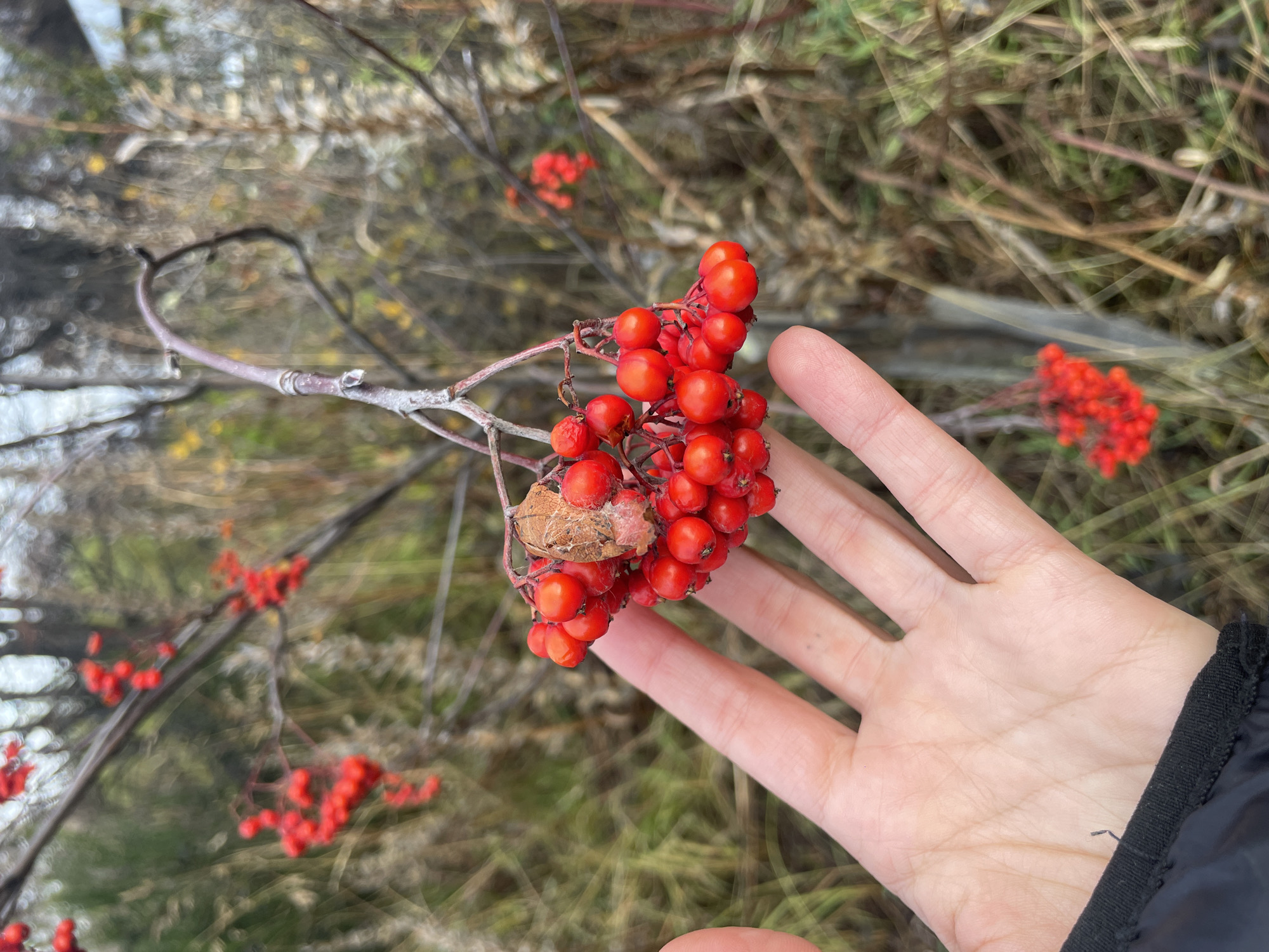 The image shows a close-up view of a hand holding a bunch of bright red rowan berries. The berries are attached to a thin, gray branch with a few brown leaves visible among the fruits. The background is blurred, suggesting a natural outdoor environment with grass and branches. A few other clusters of red berries are visible in the background, further indicating the presence of rowan trees. The person's hand is pale and the edge of a dark jacket sleeve is visible. Without additional evidence, determining the specific location in Ushuaia, Argentina is impossible.
