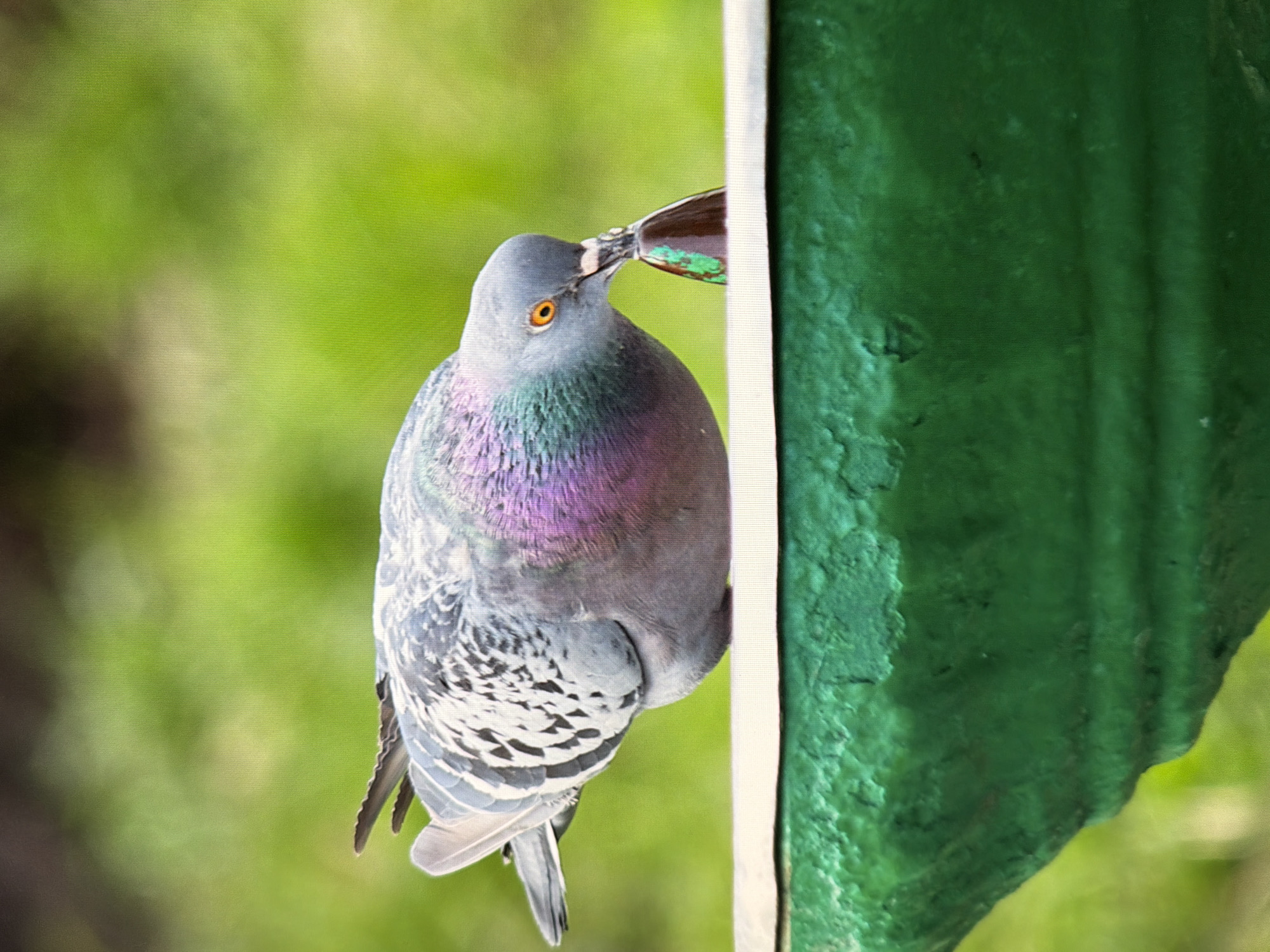 A pigeon with iridescent purple and green neck feathers and a speckled grey body drinks from a dark object protruding from a green bird bath. The bird bath is positioned on a ledge of a green, textured structure. The background is a soft blur of green foliage. The image is taken from a side profile of the pigeon, focusing on its head and upper body as it drinks.