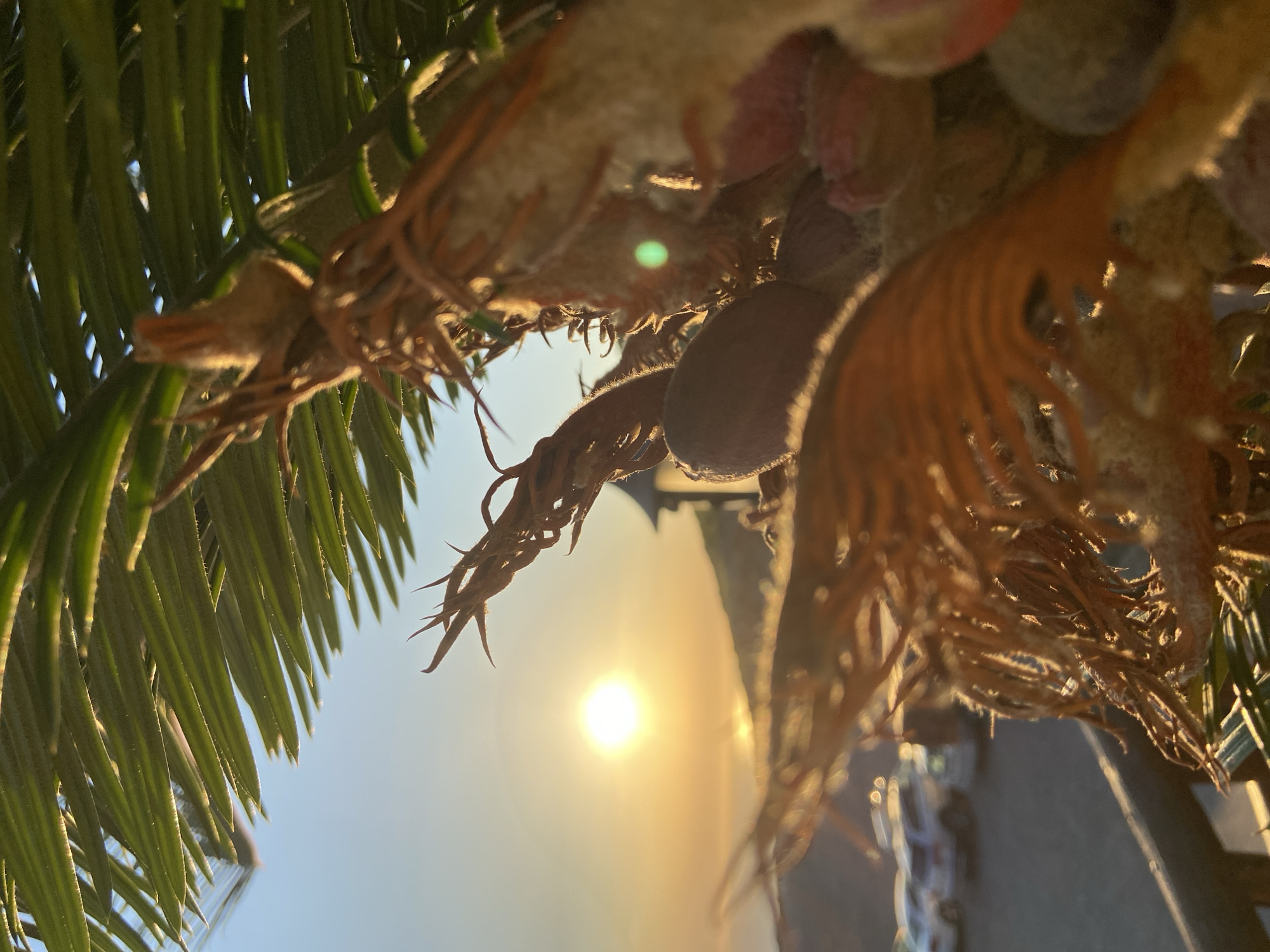 The image captures a close-up of palm fronds with a sunset in the background. The sun, a bright orb, is low on the horizon, casting a warm, golden glow across the scene. The sky is a clear, soft blue, transitioning to orange and yellow hues near the sun. In the distance, a silhouette of a structure, possibly a building or a tower, can be seen against the vibrant sky. The foreground is dominated by the textured, dried fronds of the palm tree, their sharp edges catching the sunlight. A green lens flare is visible on the right side of the image, indicating the direction of the light source. To the left, a parking lot with several cars is visible, suggesting a public area or a viewpoint. The overall atmosphere is serene and tranquil, evoking a sense of sunset calm.