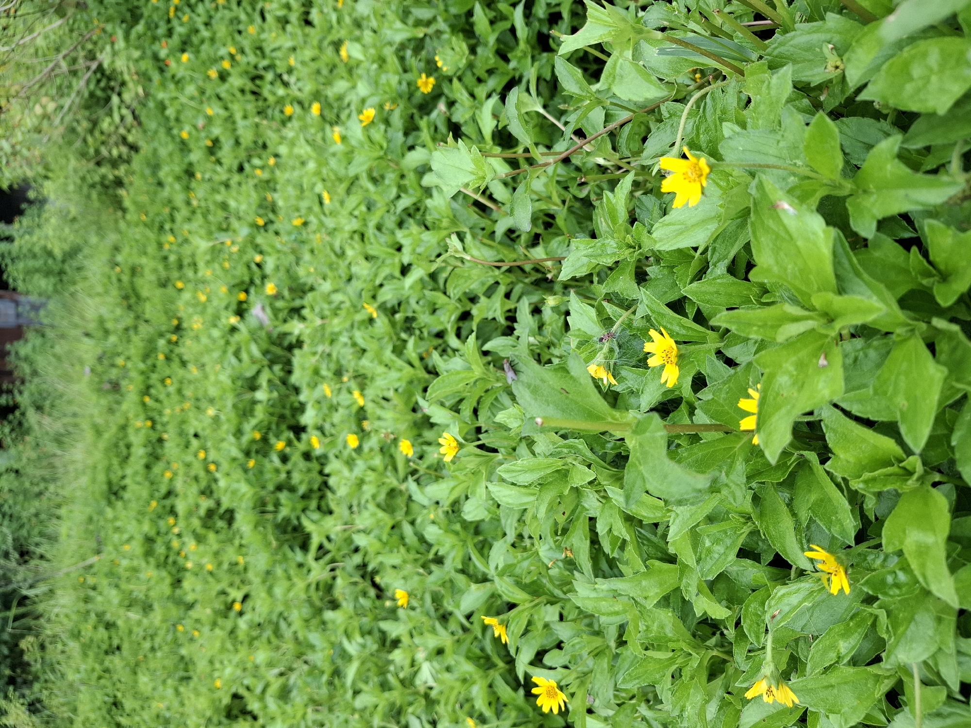 The image depicts a dense patch of green plants with small yellow flowers. The location is likely an overgrown area in Lhokseumawe, Indonesia. There is a high density of plants with green leaves and small, daisy-like yellow flowers scattered throughout. The image is slightly rotated, giving the impression of a vertical field of plants.