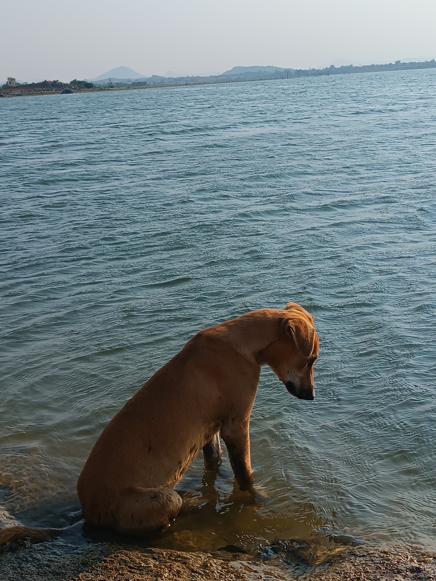 The image depicts a solitary brown dog standing in the shallow water of a lake or river. The dog is positioned near the shoreline with its front legs submerged. The water surface is rippled, suggesting a slight breeze. In the background, a distant shoreline is visible, dotted with vegetation and a few indistinct structures. The sky is clear and bright, indicating daylight. The image was taken at the location of Kammavaripalli, India.