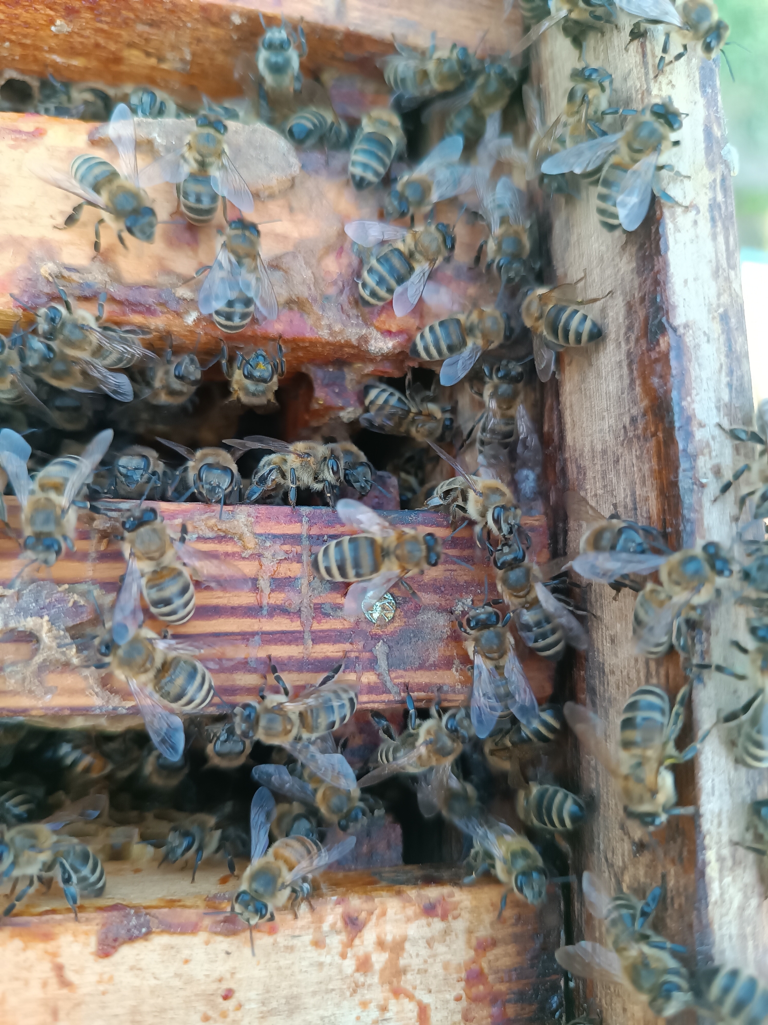 The image shows a close-up view of a wooden beehive frame densely populated with honeybees. The frame has a dark, reddish-brown color. Many of the bees are clustered on and around the frame. Stripes on their bodies are clearly visible. There are many bees. There is an opening in the wooden frame. The location or city is not clearly depicted or identifiable in the image.