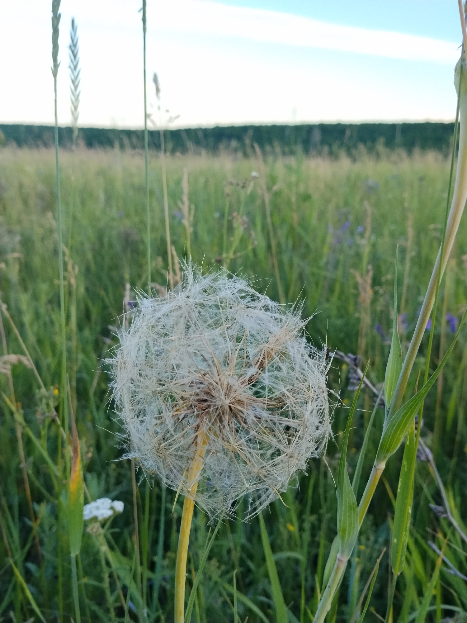 A close-up, eye-level shot captures a dandelion seed head in a meadow. The seed head is light-colored and feathery, with individual seeds visible. It is positioned in the foreground, slightly off-center to the right, and appears to be the main subject. The background consists of tall green grass and some smaller wildflowers, with a darker green line of trees or bushes in the distance. The sky above is a light blue with some white clouds. The lighting suggests it is daytime, possibly late afternoon or early morning due to the soft light. The image is in focus on the dandelion, with the background slightly blurred. There are no people or animals visible in the scene. The environment is natural and rural.