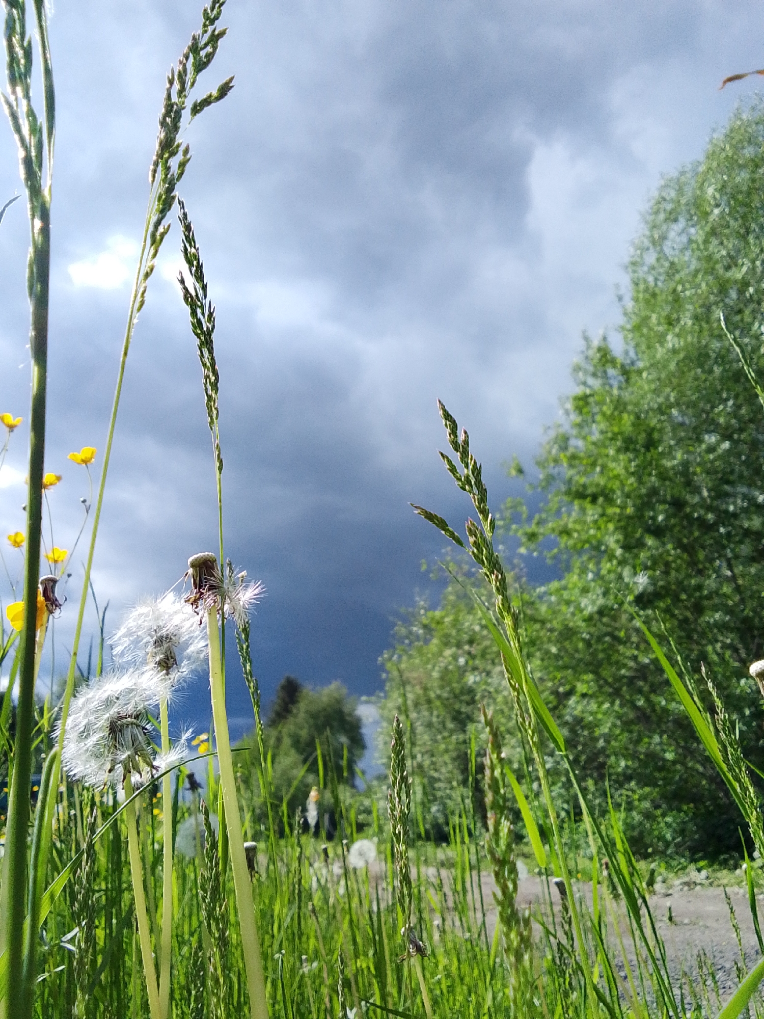 The image depicts a low-angle view of a grassy field under a cloudy sky. Several dandelions in varying states of seed dispersal are present among the green grass and other flowering plants with yellow blossoms. The background includes trees and a dark, overcast sky, suggesting an impending storm. A dirt path is visible within the grass. The location, according to the prompt, is in the city of 1-Go Maya, Russia. There are no people visible in the scene.
