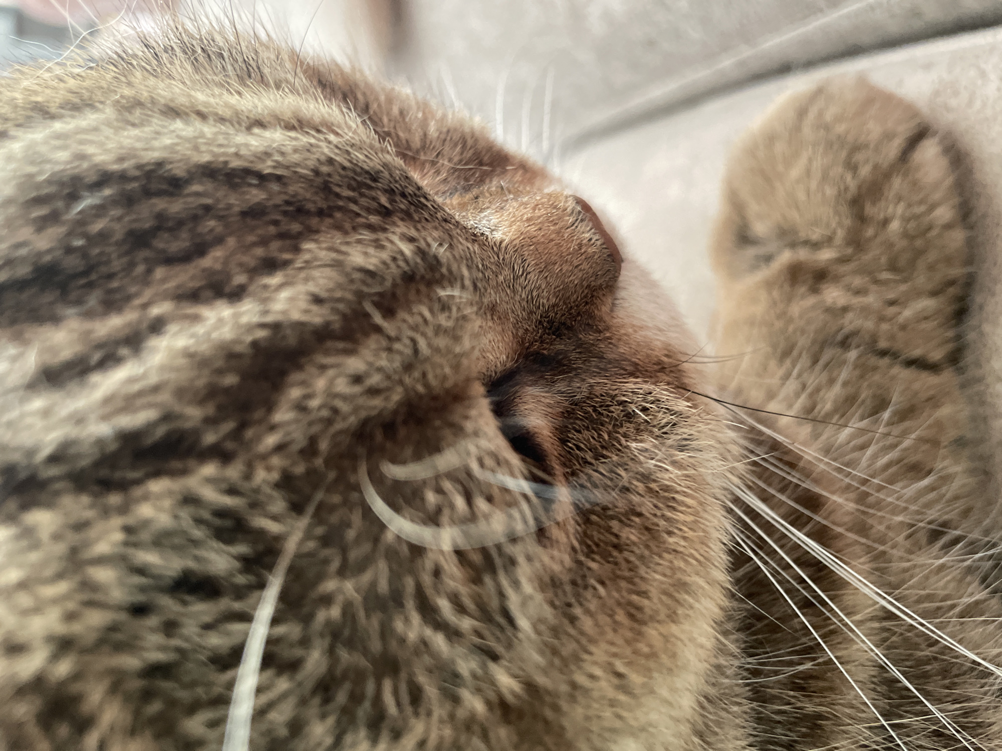 The image is a close-up, shallow depth-of-field photograph of a cat's face and paw. The cat has brown tabby markings and long white whiskers. The focus is on the cat's muzzle and the fur around its eye, with the cat's paw visible in the lower right corner. The background is blurred and appears to be a neutral-colored, soft surface, possibly a blanket or sofa. There is no indication of the city of Sinyavino, Russia, or any other environmental details.