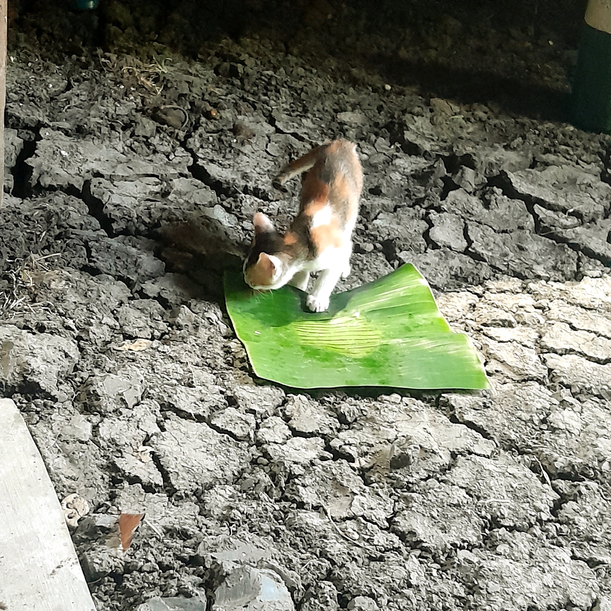 A calico kitten stands on a cracked, muddy surface, sniffing a large green banana leaf. The kitten has patches of orange, white, and black fur. The banana leaf is positioned in the center of the frame and appears wet. The ground is dry and broken into large, irregular pieces, with some sparse vegetation visible. The background is dark and out of focus, suggesting an outdoor or dimly lit environment. There are no people visible in the image.