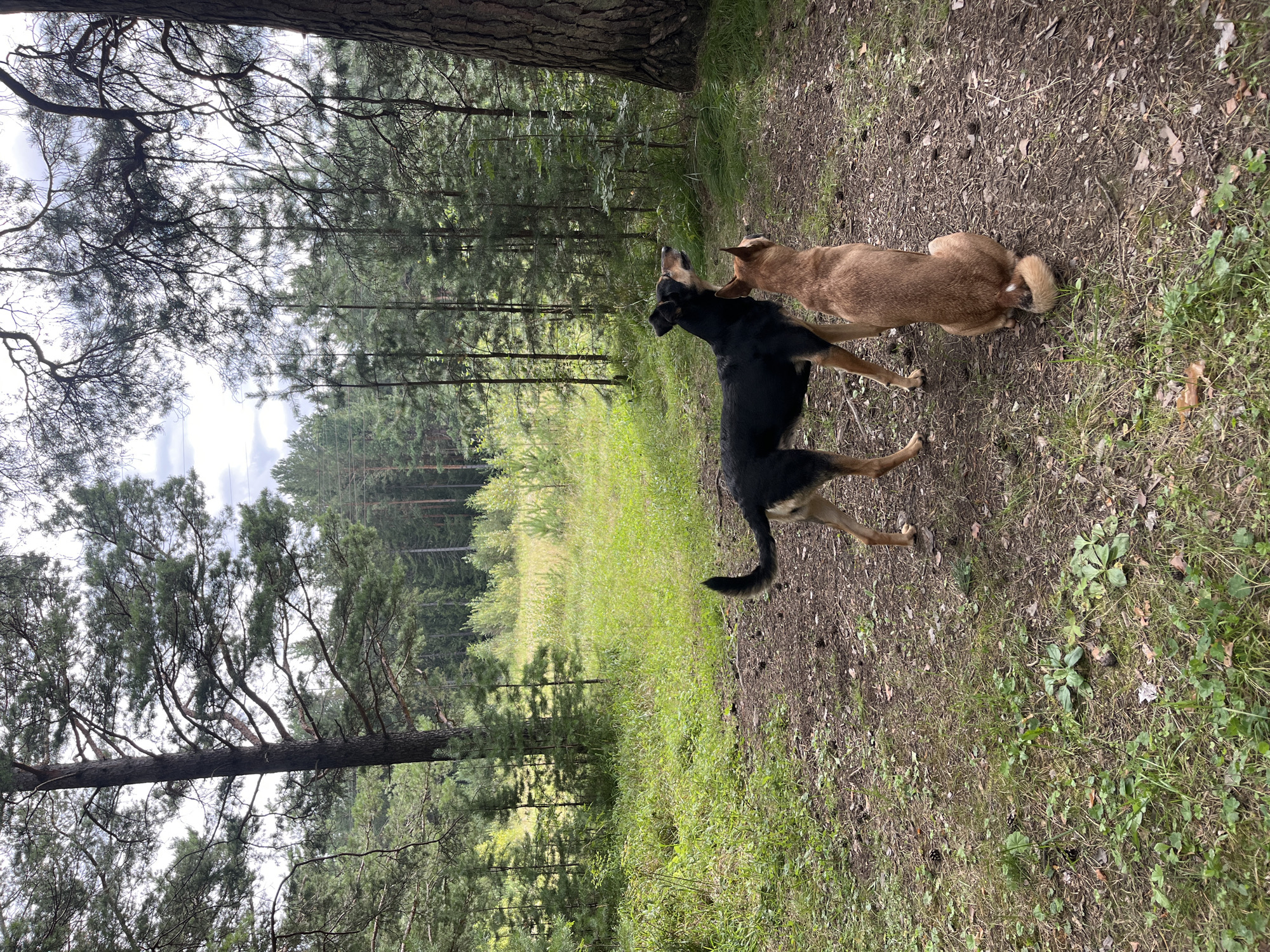 This image depicts two dogs in a forest clearing. The larger dog, black and tan, stands to the left, facing right with its head turned upwards. To its right, a smaller, reddish-brown dog sits, facing away from the viewer and looking in the same direction as the black and tan dog. Both dogs appear alert, as if observing something in the distance. The environment is a natural setting with tall coniferous trees surrounding the clearing. The ground is covered with dirt, pine needles, and sparse green vegetation. In the background, more trees and a patch of tall grass can be seen, suggesting a rural or wilderness area. The lighting indicates an overcast day. The location is identified as Nizhny Tagil, Russia.