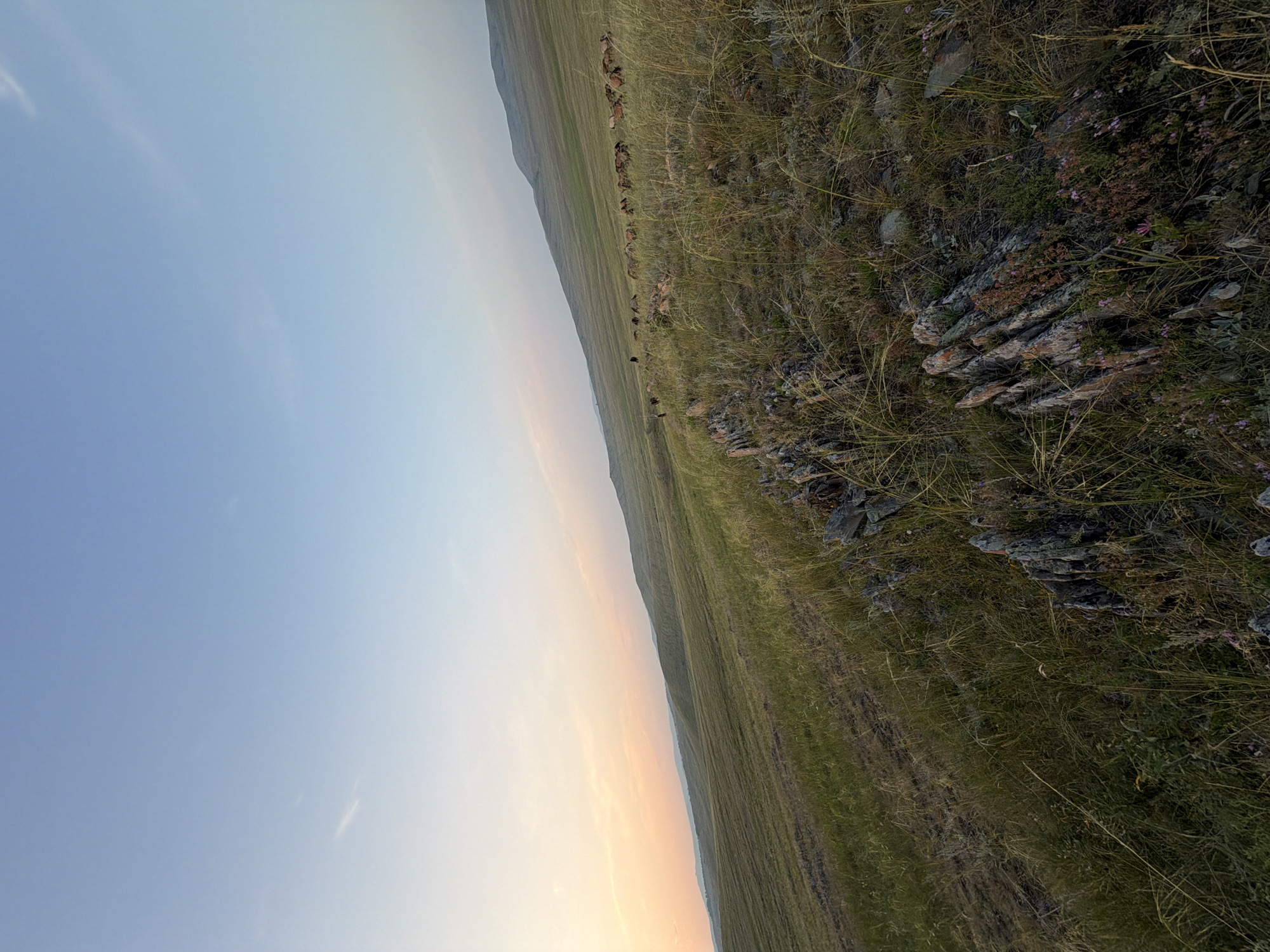 The image depicts a wide, rolling grassland under a pale blue sky with subtle pink and orange hues near the horizon, indicative of either sunrise or sunset. The foreground is dominated by a rocky outcrop covered in dry grasses and small purple wildflowers. The middle ground features a vast expanse of green grass, with a herd of animals, possibly horses or livestock, grazing in the distance. The terrain slopes upward towards a distant, hazy mountain range. The scene is set in the natural landscape of Kuseevo, Russia.