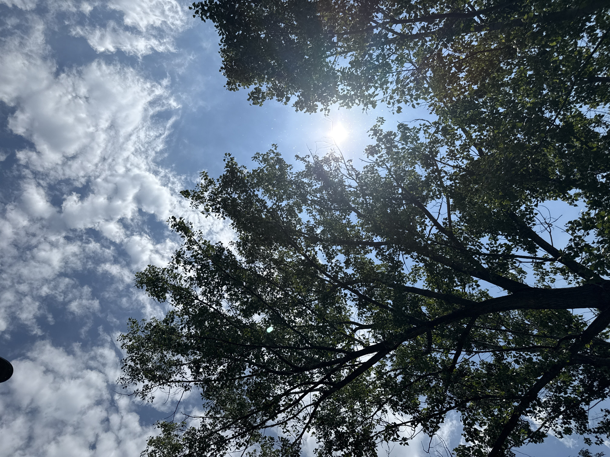 The image captures a serene, low-angle view looking directly upwards through a dense canopy of trees towards a bright blue sky. The sun, a brilliant white orb, is prominently featured in the upper-middle right, casting intense rays and lens flare. Its light filters through the abundant green leaves and dark, intricate branches of the deciduous trees, creating a dappled effect.
The sky is a vibrant blue, partially filled with scattered white cumulus clouds, particularly on the left side of the frame, indicating fair weather. The sun's position suggests it is midday or early afternoon. The dense foliage covers much of the upper and right portions of the frame, with patches of clear sky visible between the leaves and branches. A small, dark, rounded object, possibly part of a lamppost or utility pole, is visible in the bottom-left corner.
The scene depicts a peaceful natural environment, likely in the summer or late spring, given the full, green leaves. No people, animals, or specific activities are visible, emphasizing the natural elements. There is no discernible text in the image. The location context is Mirovyane, Bulgaria.