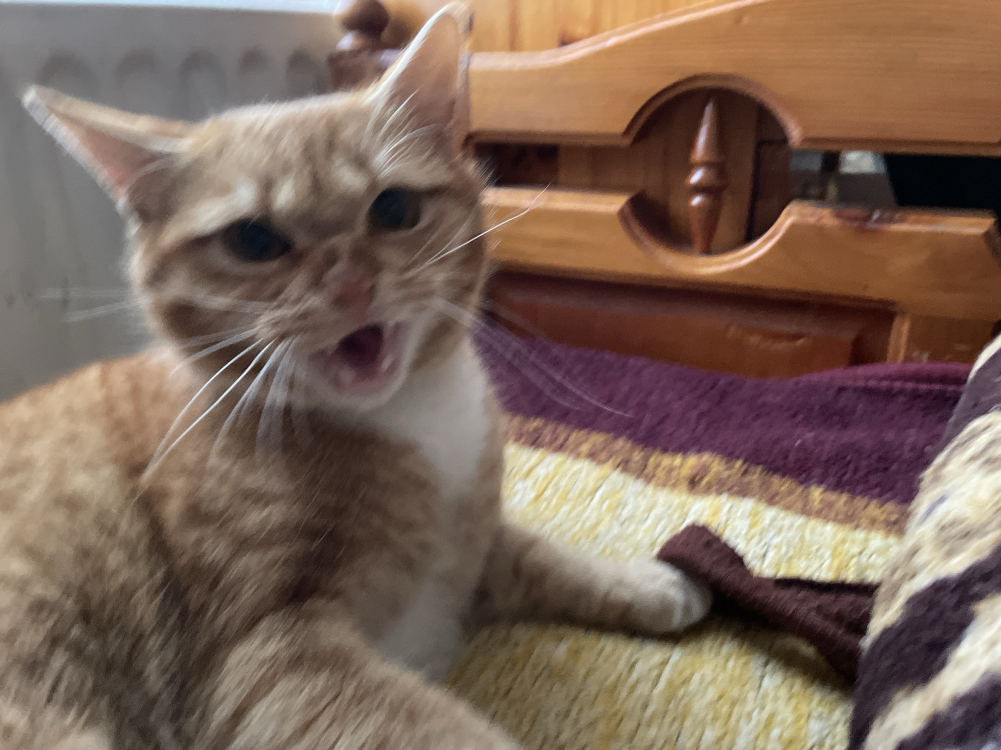 An orange tabby cat is shown in close-up view with its mouth open in a possible yawn or meow. The cat is sitting on a blanket or cushion with maroon, yellow, and brown stripes. Behind the cat is part of a wooden chair. The setting appears to be indoors. There is no clear evidence to confirm the location as Zlatograd, Bulgaria.