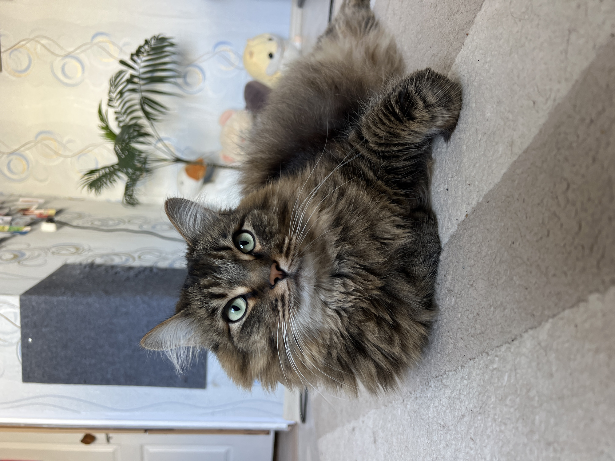 A brown tabby cat with green eyes is lying on a beige carpet. The cat is facing the camera with its head tilted to the left. Its paws are crossed. Behind the cat is a wall with a patterned wallpaper, a green leafy plant, and a stuffed animal. To the left of the cat is a grey rectangular object, a white door, and white cabinets. The location is likely in Chaikovsky, Russia.