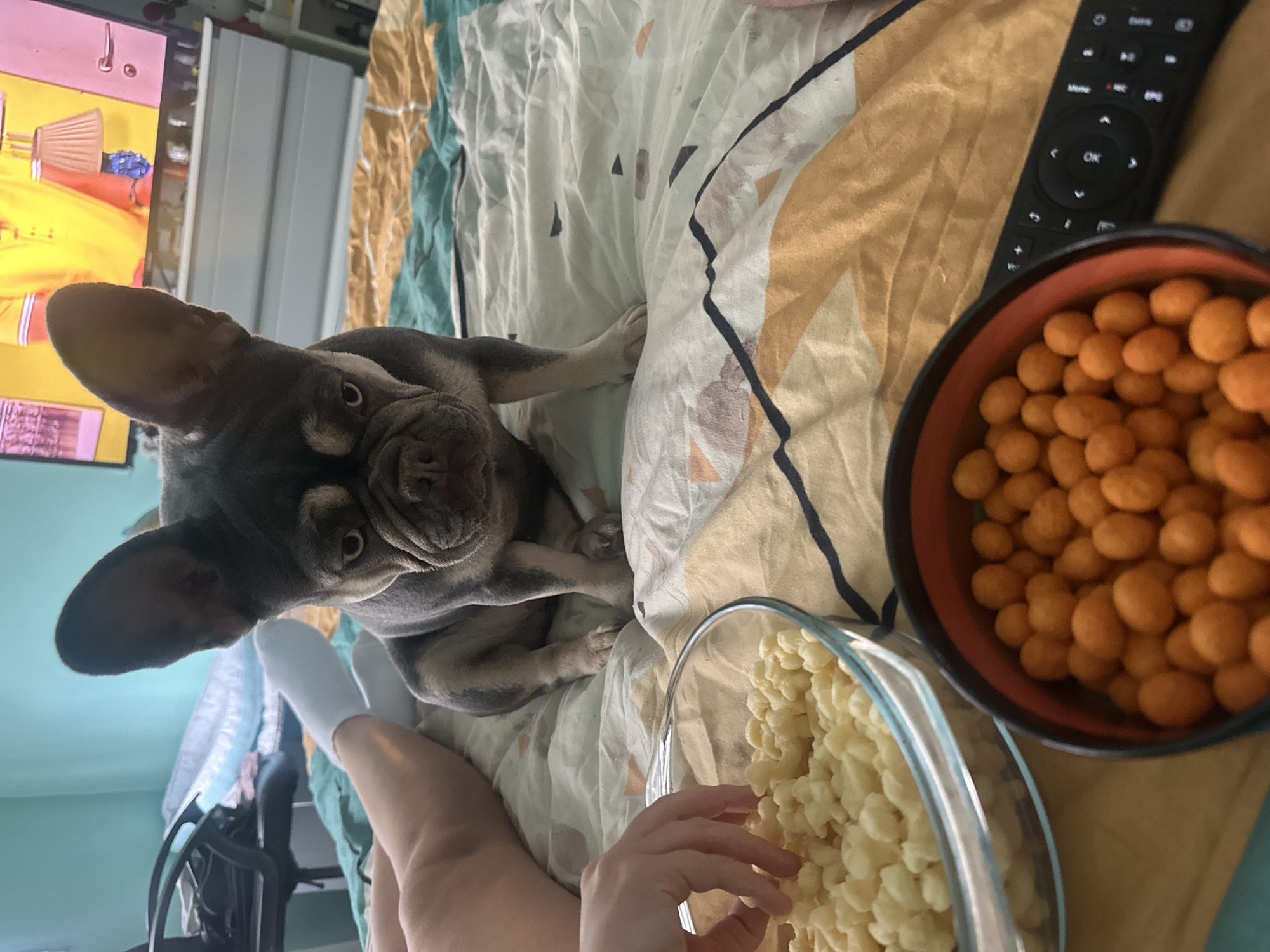 A French bulldog sits on a bed with a person's legs to its left. Two bowls of snacks are in the foreground. The bowl on the left contains light-colored puffed snacks, and a hand is reaching into it. The bowl on the right contains orange-coated peanuts. A black remote control rests on the bed next to the bowl of peanuts. In the background, a television is on, displaying a colorful image, and a dresser is visible. The room has light blue walls and the bed is covered with a patterned duvet. The scene appears to be indoors, likely in a bedroom.