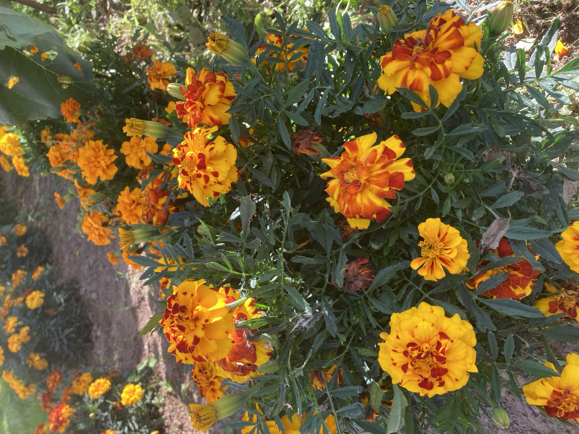 The image shows a close-up view of marigolds in a garden. The flowers are predominantly yellow and orange, with some petals having reddish-brown markings. The marigolds are in various stages of bloom, with some fully open and others still as buds. The foliage is green and appears dense. The ground beneath the flowers is covered with soil and some fallen leaves. The overall scene suggests an outdoor setting, likely a garden bed. There are no people or animals visible in the image. The lighting indicates it is daytime, with sunlight illuminating the flowers. The location is specified as Пліскі сельскі Савет, Belarus, which is a rural administrative division.