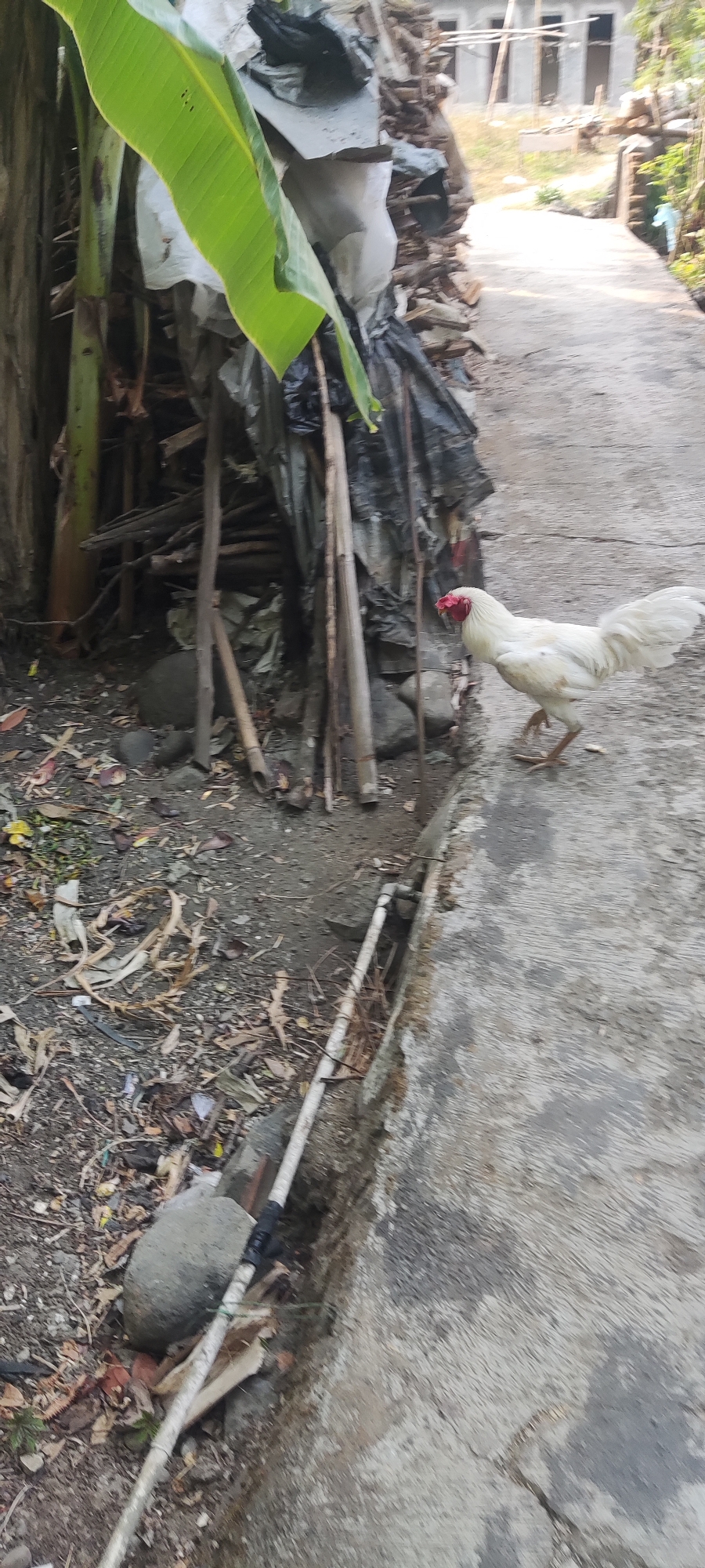 A white rooster with a red comb and wattle walks on a concrete path in front of a pile of wood and foliage. The rooster is facing right, its body is turned slightly away from the camera. A narrow concrete ditch runs along the left edge of the path, filled with debris. In the background, a partially constructed building with visible scaffolding is visible. The environment appears to be rural or semi-urban, with a naturalistic setting. The lighting suggests it is daytime.